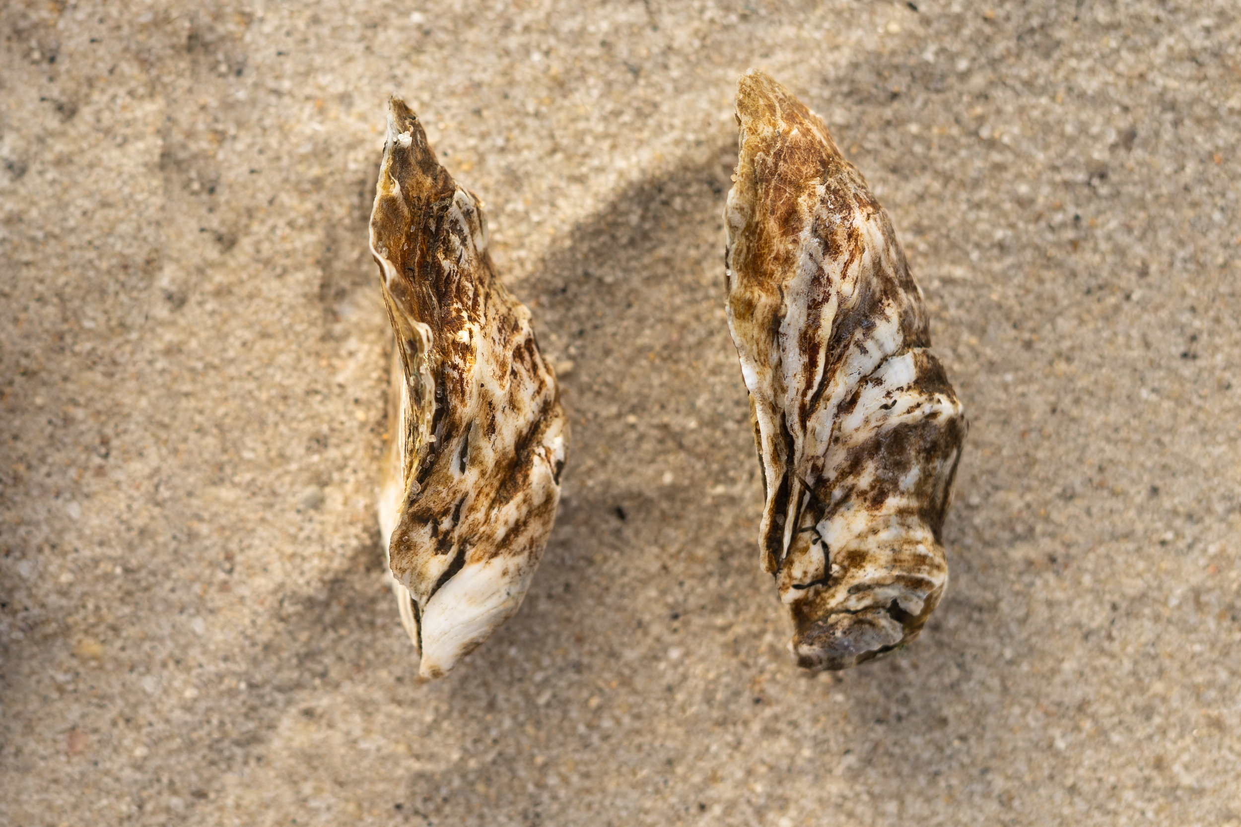 oyster-2.jpg