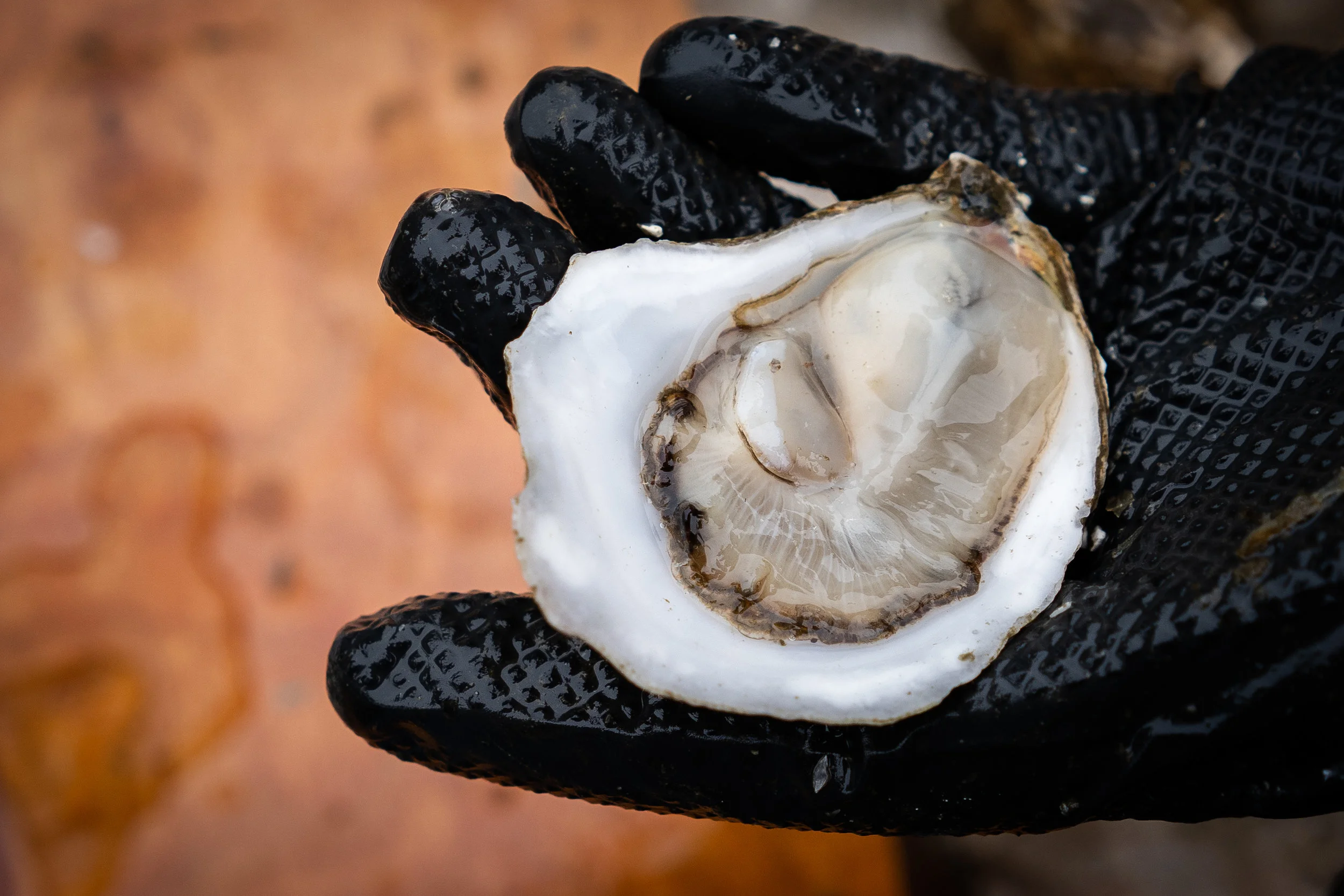 Oyster.jpg