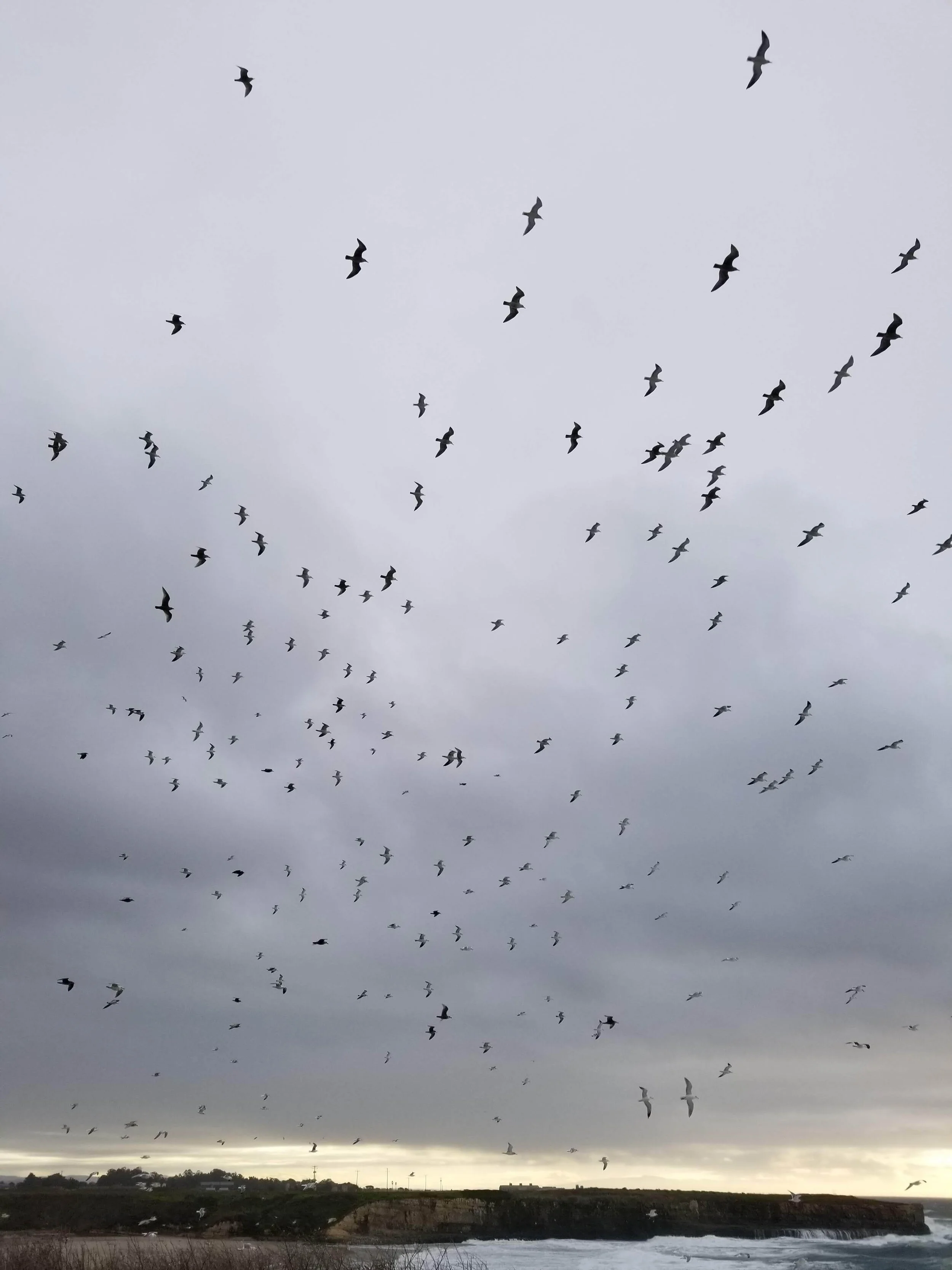 Seagulls flying above The Trail.
