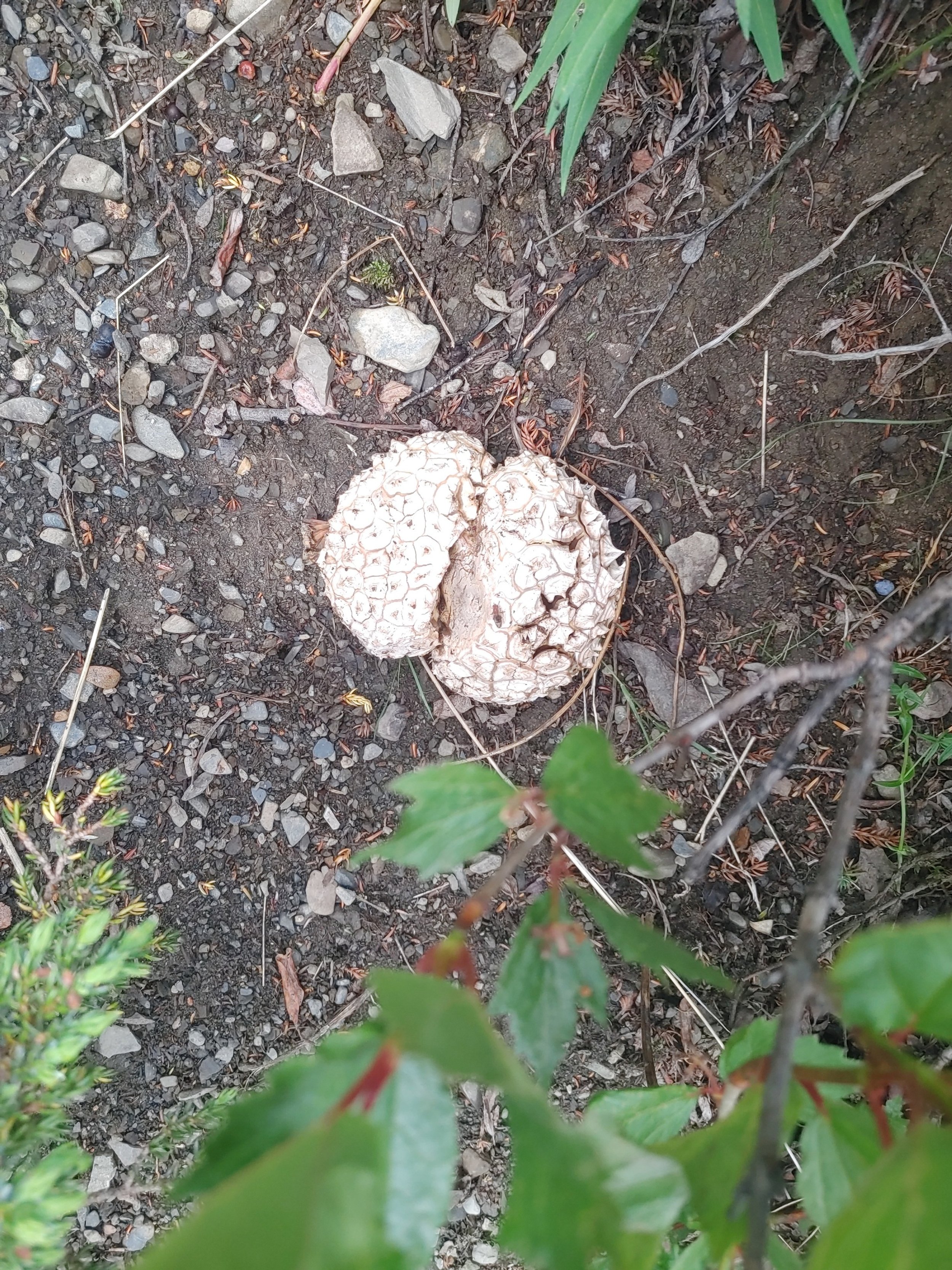  What type of mushroom is this? 