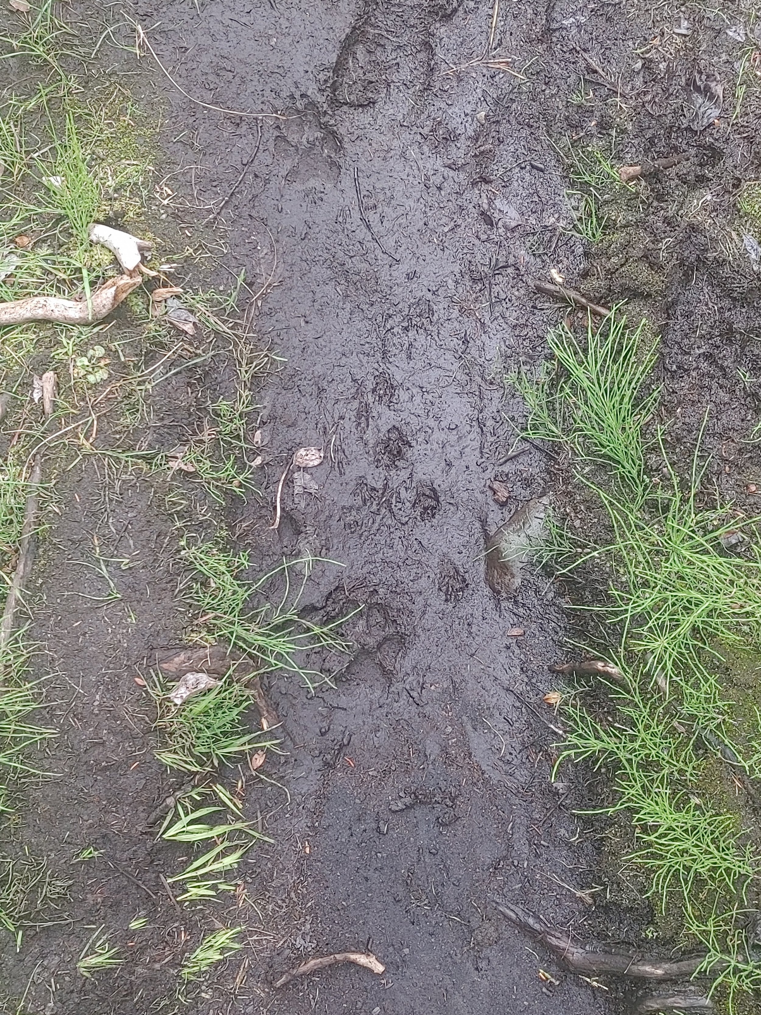  Prints  Learning to track is something that has been on my list for a very long time. I think it’s amazing one can tell an animals stride and physical health by the weight shifts of their tracks - big or small animals. 