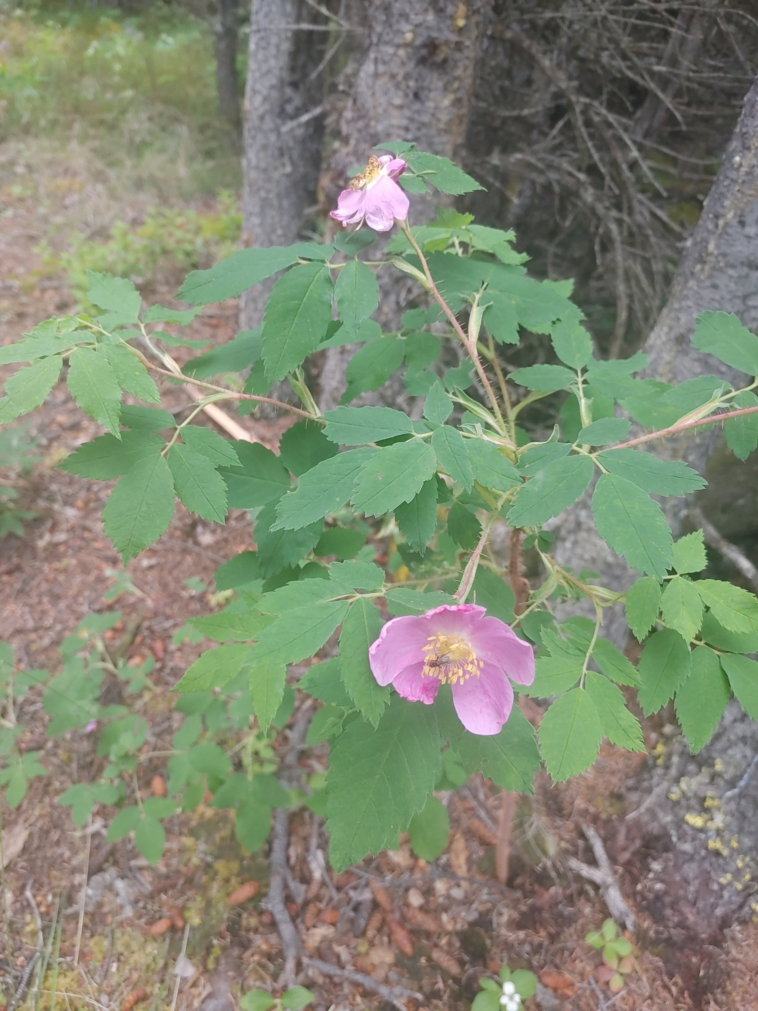  Wild rose! Another familiar site! Amazing how far spread some of these plants are. 