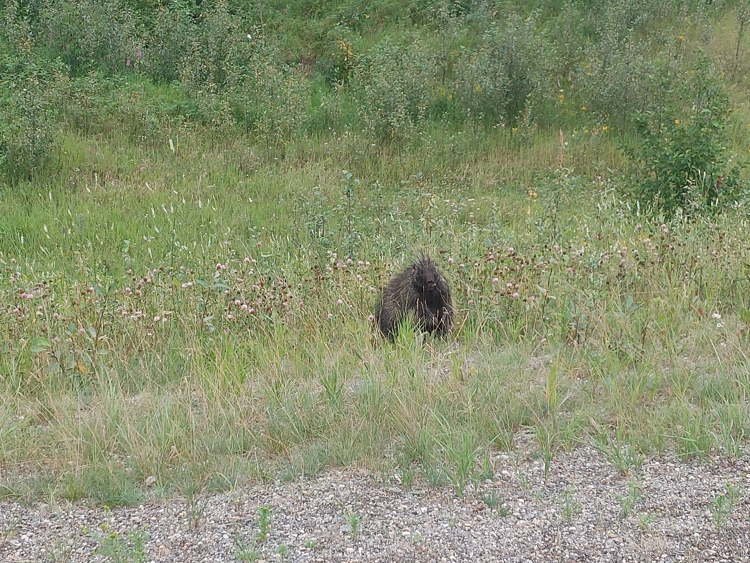  Porcupine homie. Saw him over the couple of days I was there! Stopped to say hi.  