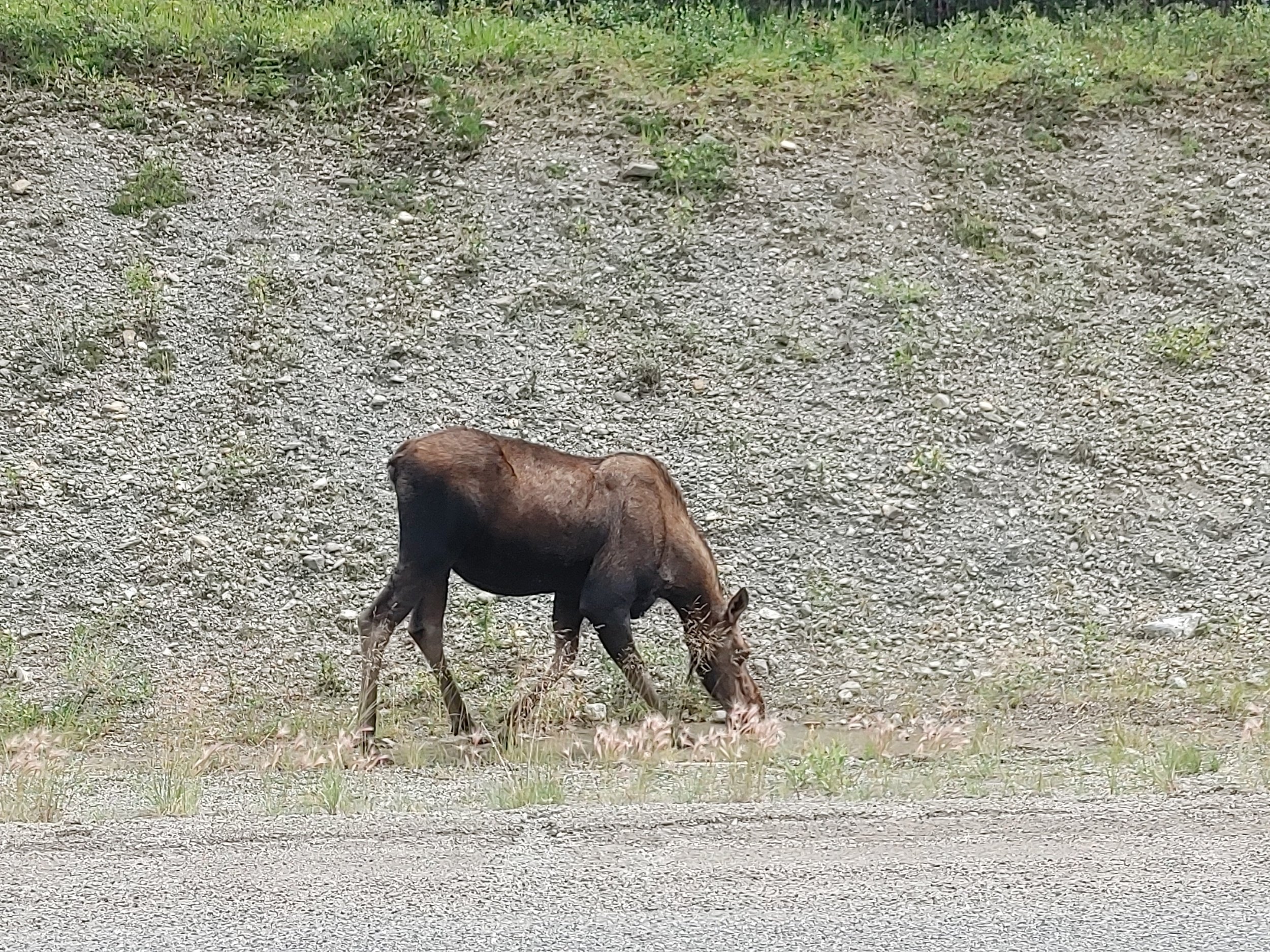  Large female moose up on the left. I pulled up next to her and listened to her drink. Yes, listened. Absolutely amazing. Good cadence of inhale and swallow.    Eventually she got tired of the traffic and walked into the forest.  