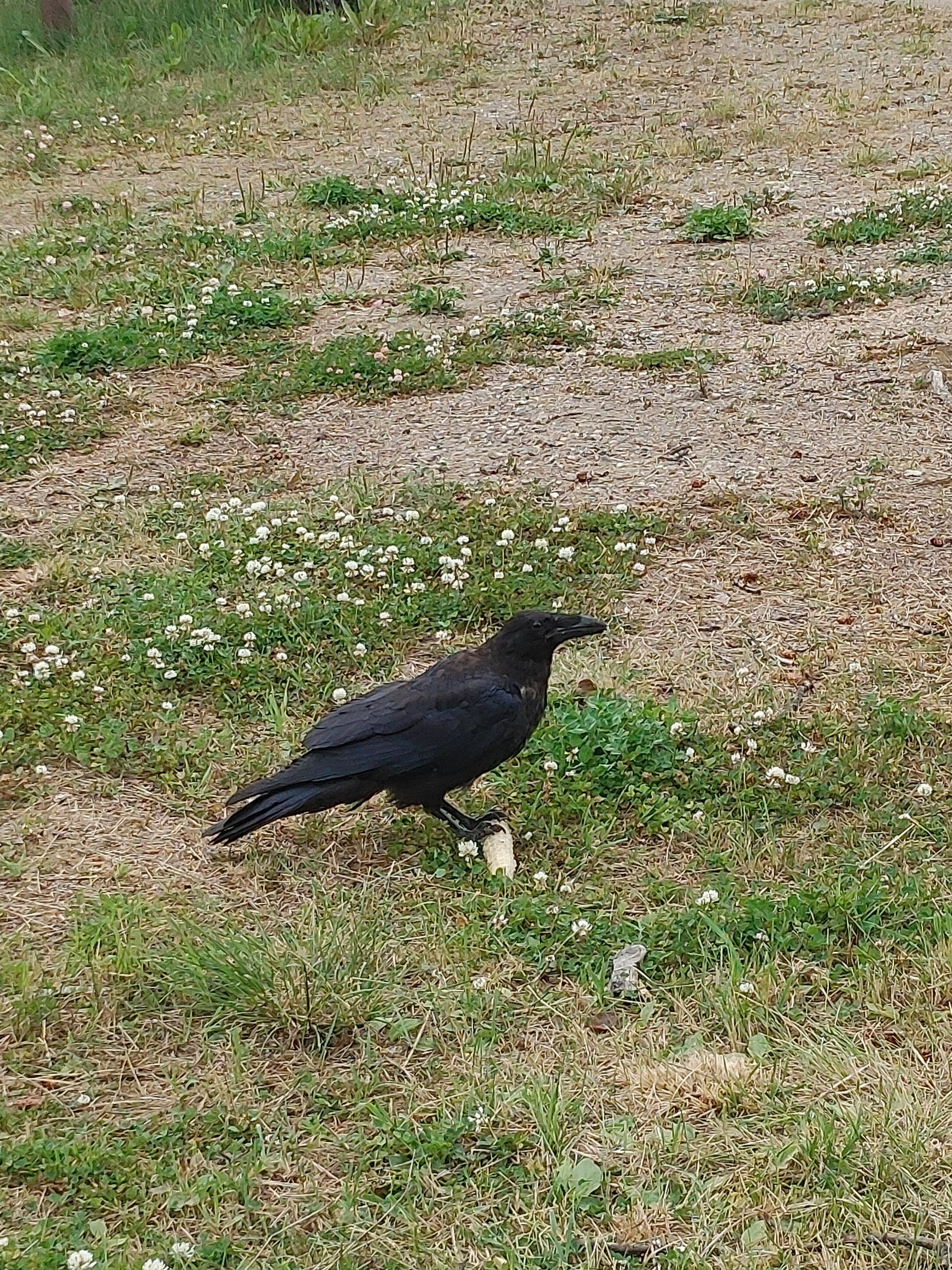  Corny Raven 
