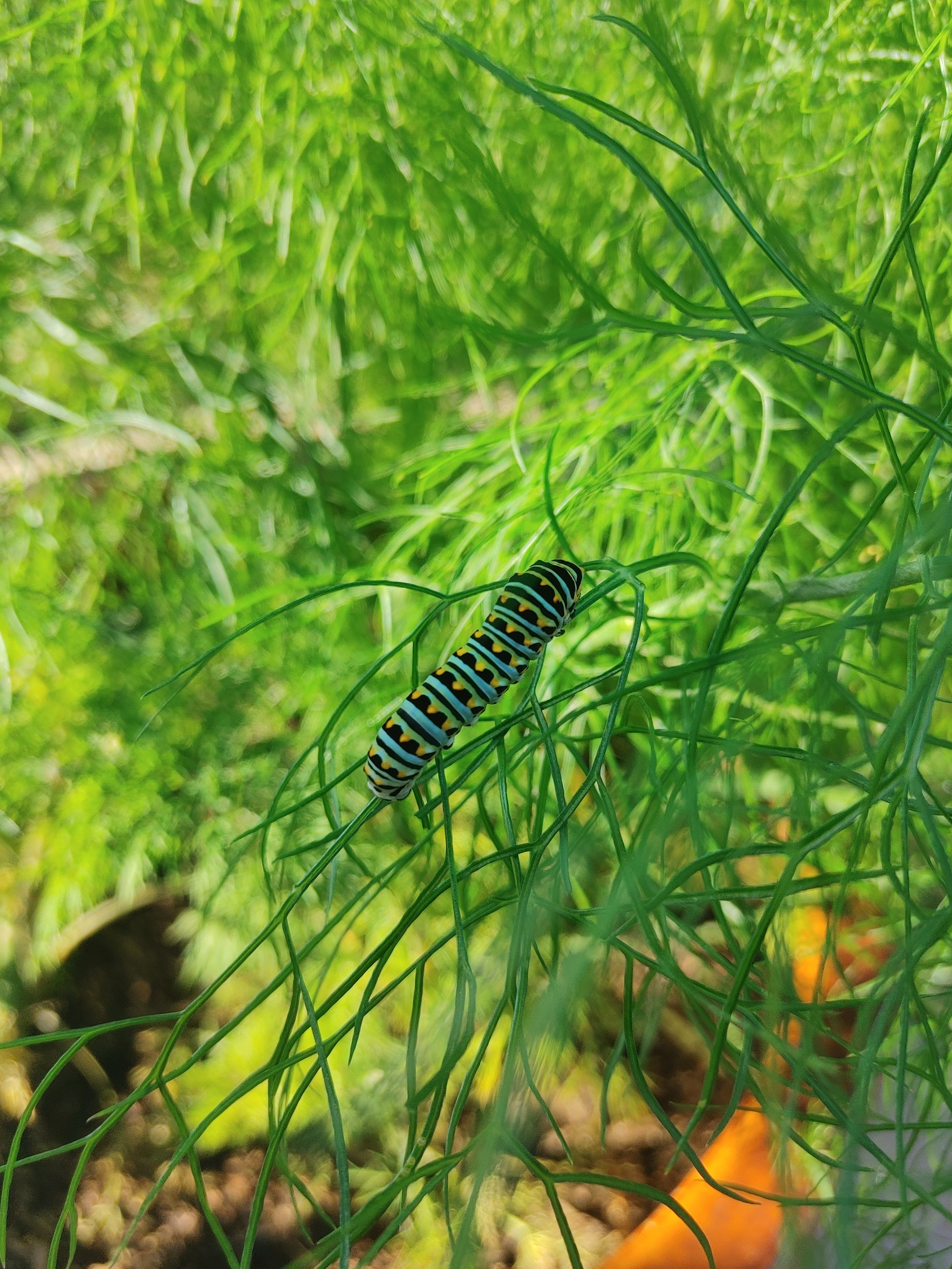  Peeping on the caterpillar chillin’ in Tam’s garden 