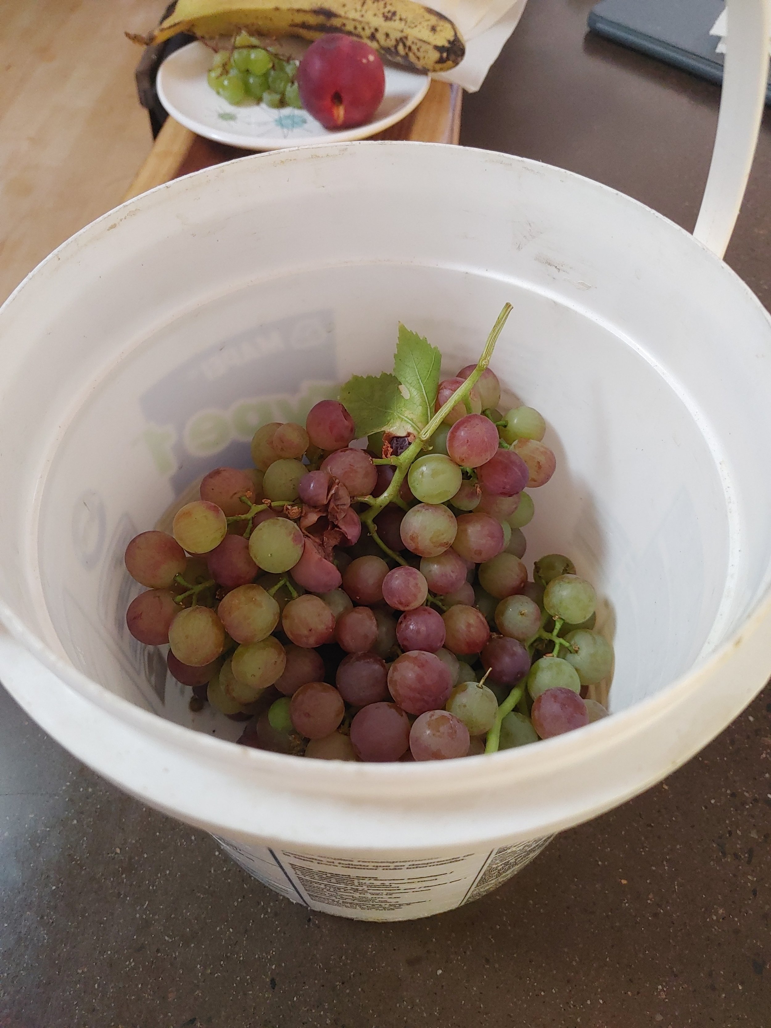  A dear friend dropped off some grapes from his garden for George, Tamara, and I to enjoy. :) 