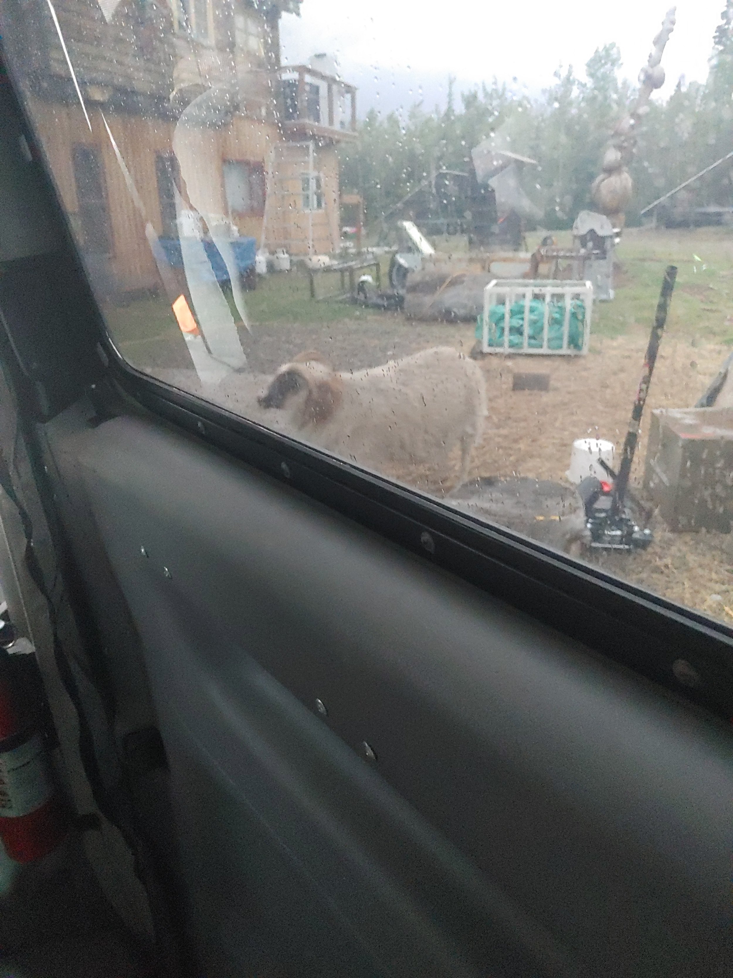  This ewe was rubbing against the van in the middle of the night.  