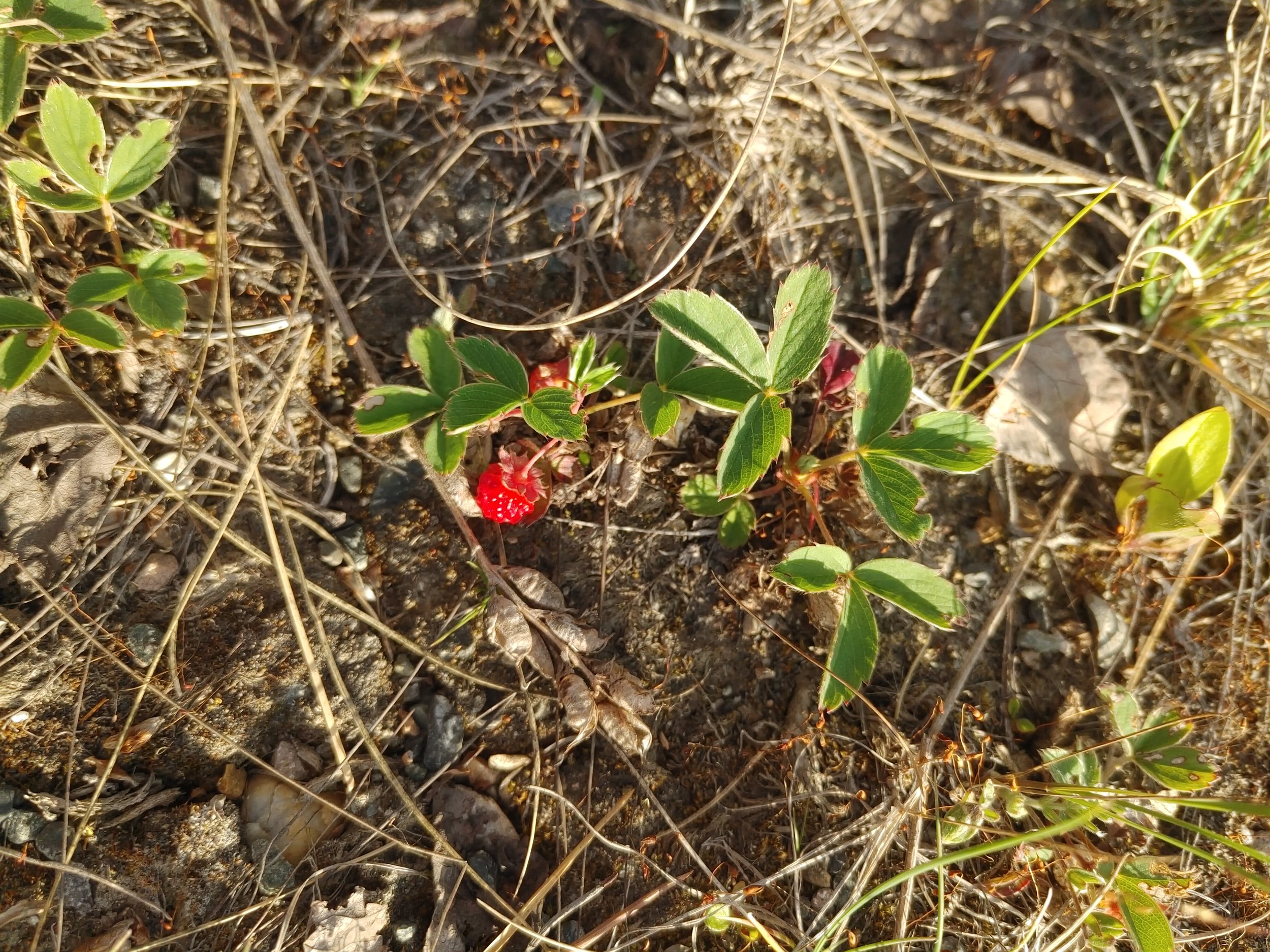  Wild Yukon strawberries! A nice reward for a good day! 