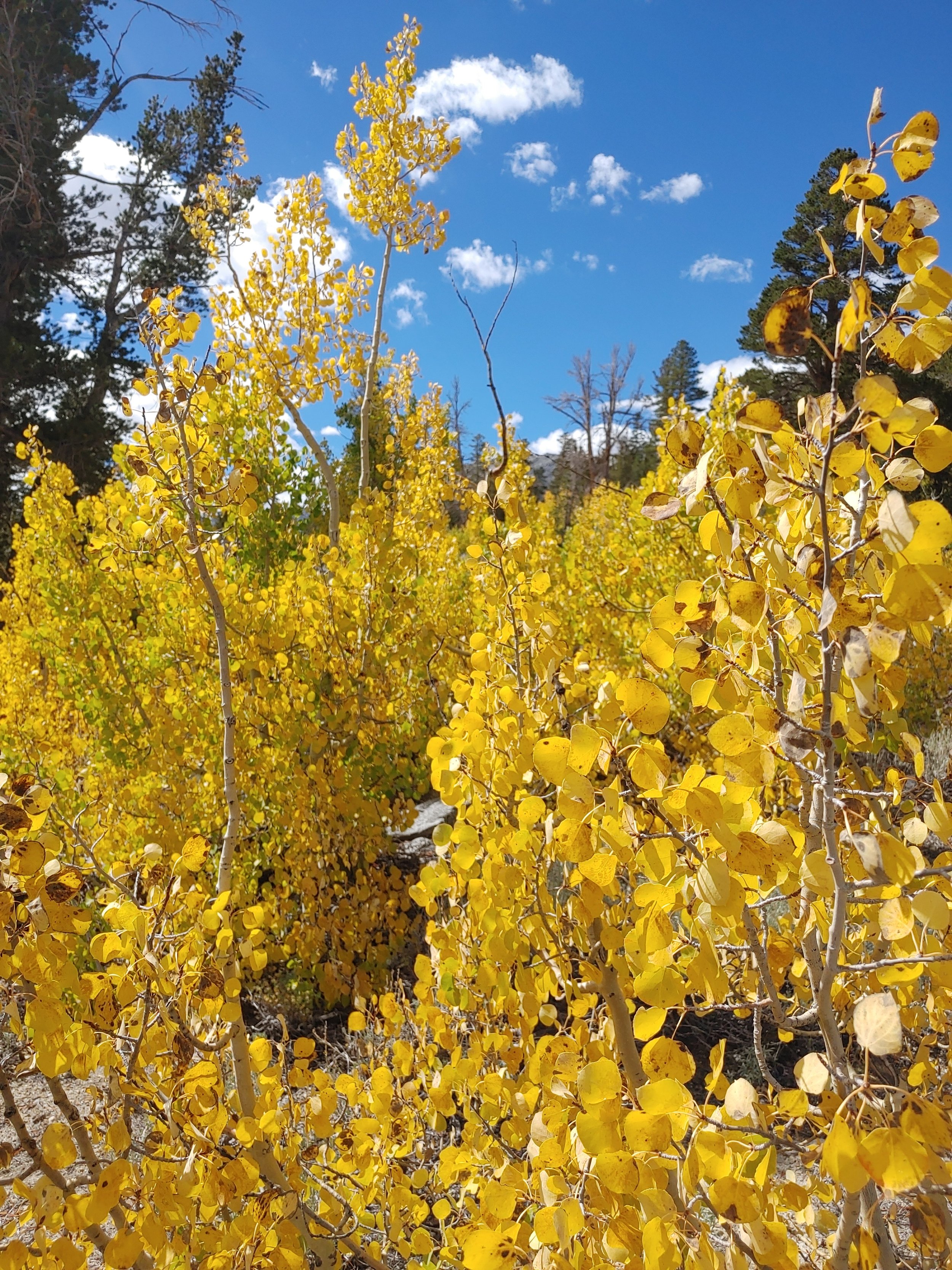  I am loving these magical fairy trees SO MUCH!  Their leaves shiver in the wind, reflecting white light back at their admirers.   Their sound is a delicate reminder to relax.   Their bark is a dusty softness that I occasionally used as sunblock by r