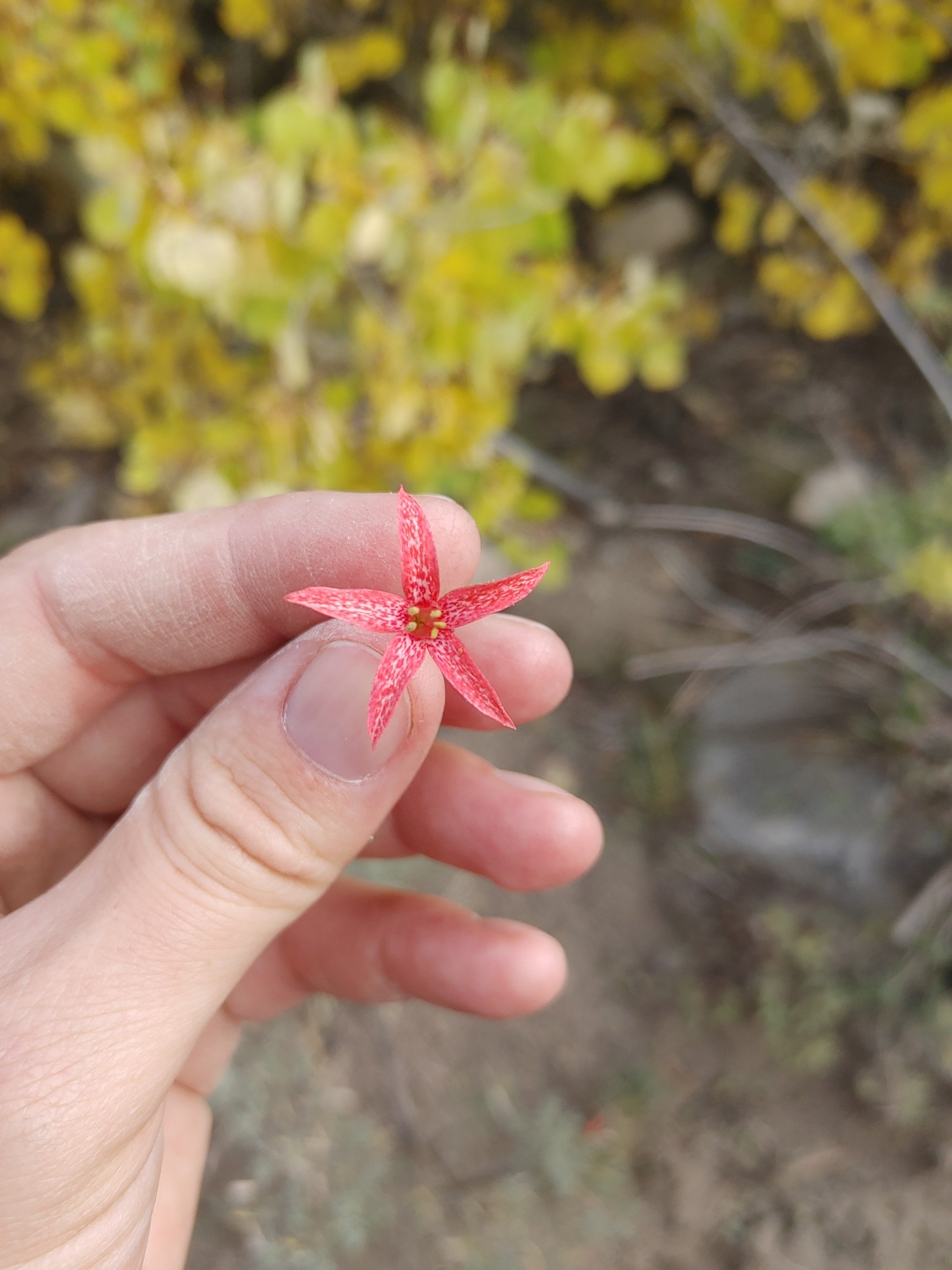  The flowers are tiny up here, but they sure have an olfactory punch!  