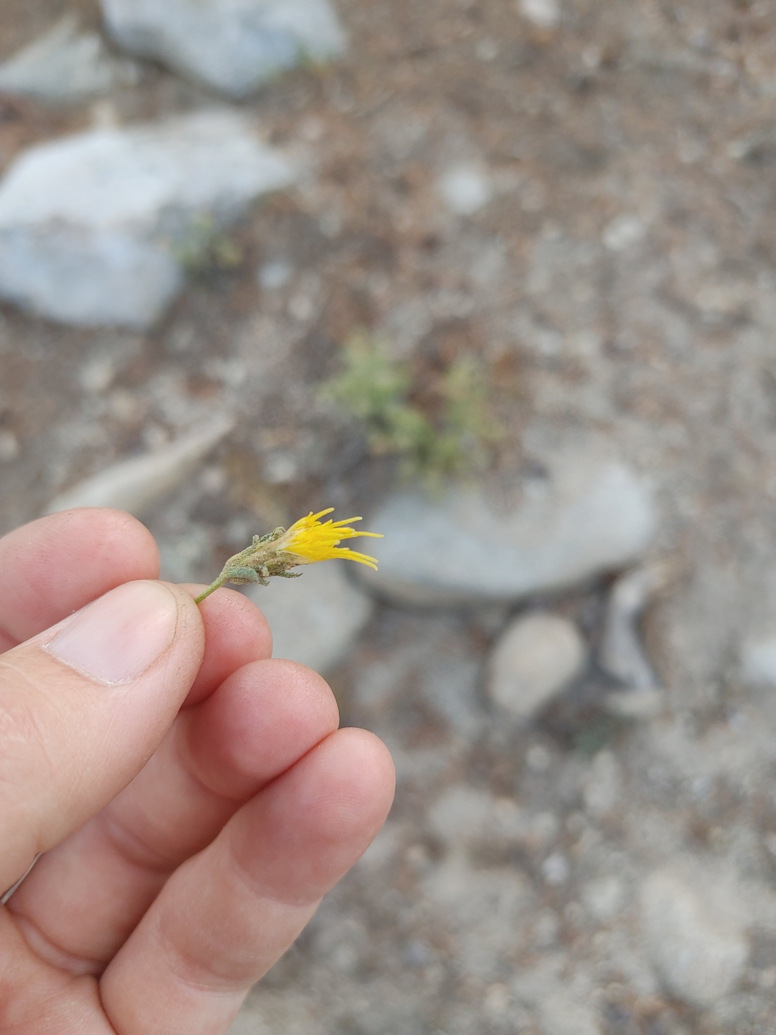  This little flower caught my olfactory attention. I immediately went into a brainstorm on how I would capture the scent of this flower.   I spent a couple of weeks looking up perfumery and perfume classes. I found that there are 30+ varieties of rab