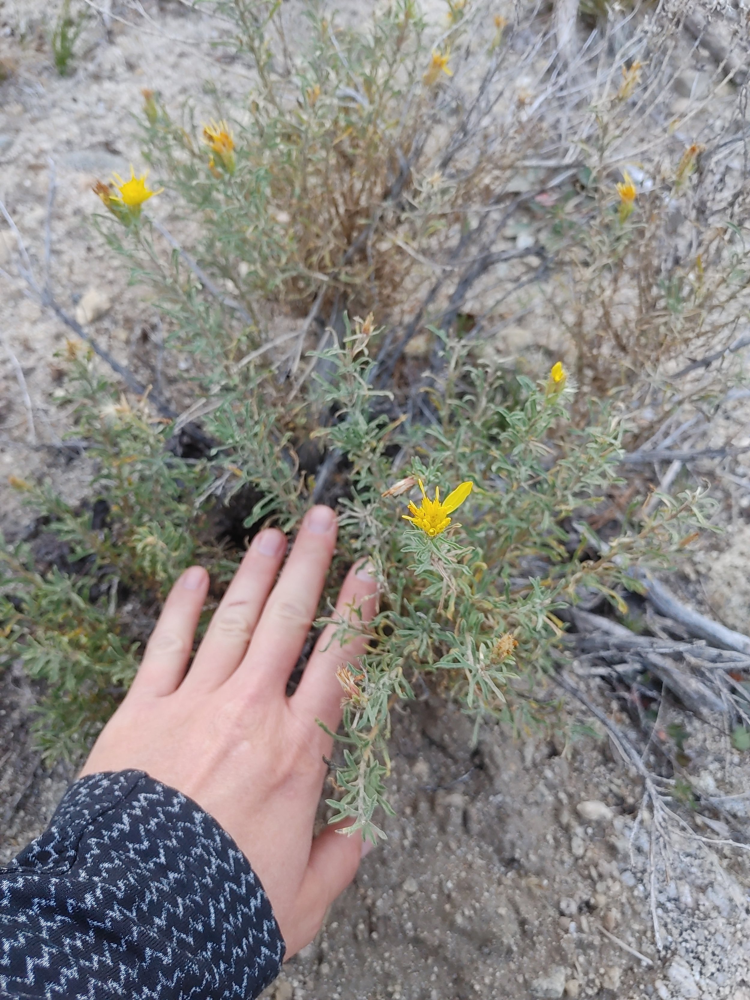  Always take a photo with your hand in it, if you’re planning to identify a plant later. It’s useful for scale. 