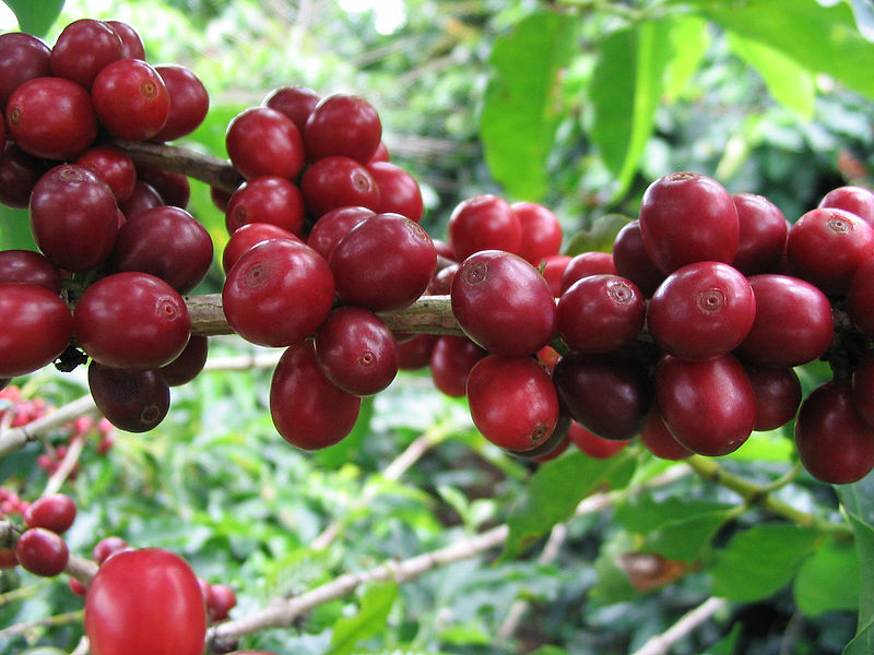 coffee-plant-2.jpg