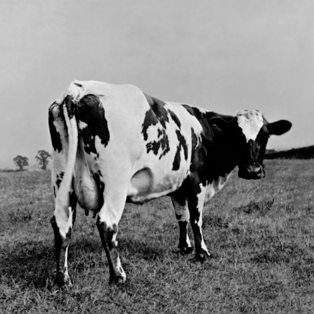 Record of the week: Fat Old Sun