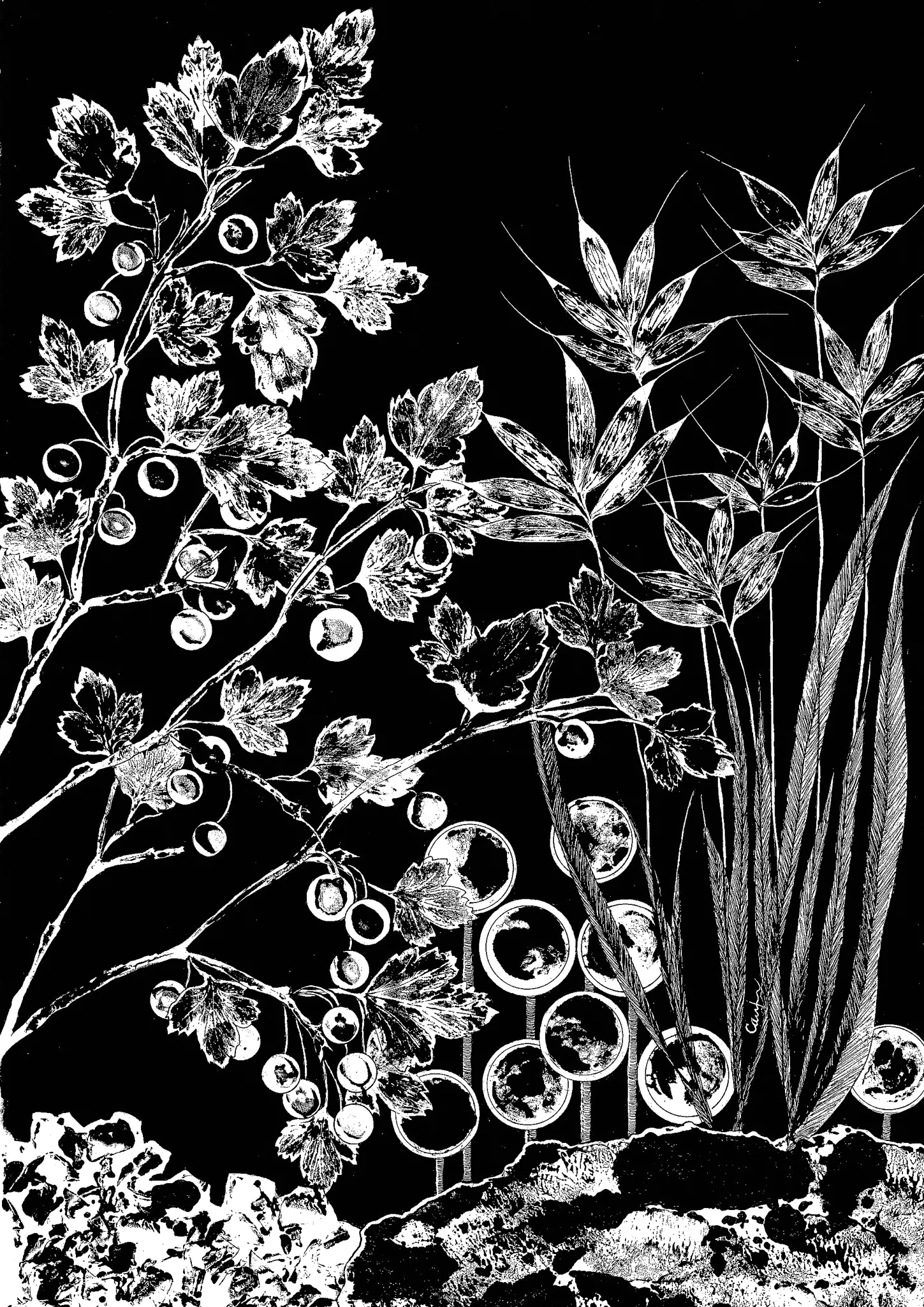 ”Nightgarden”. numbered copy 53x43cm, limited to 10 copies.Pris 1200.- kr.