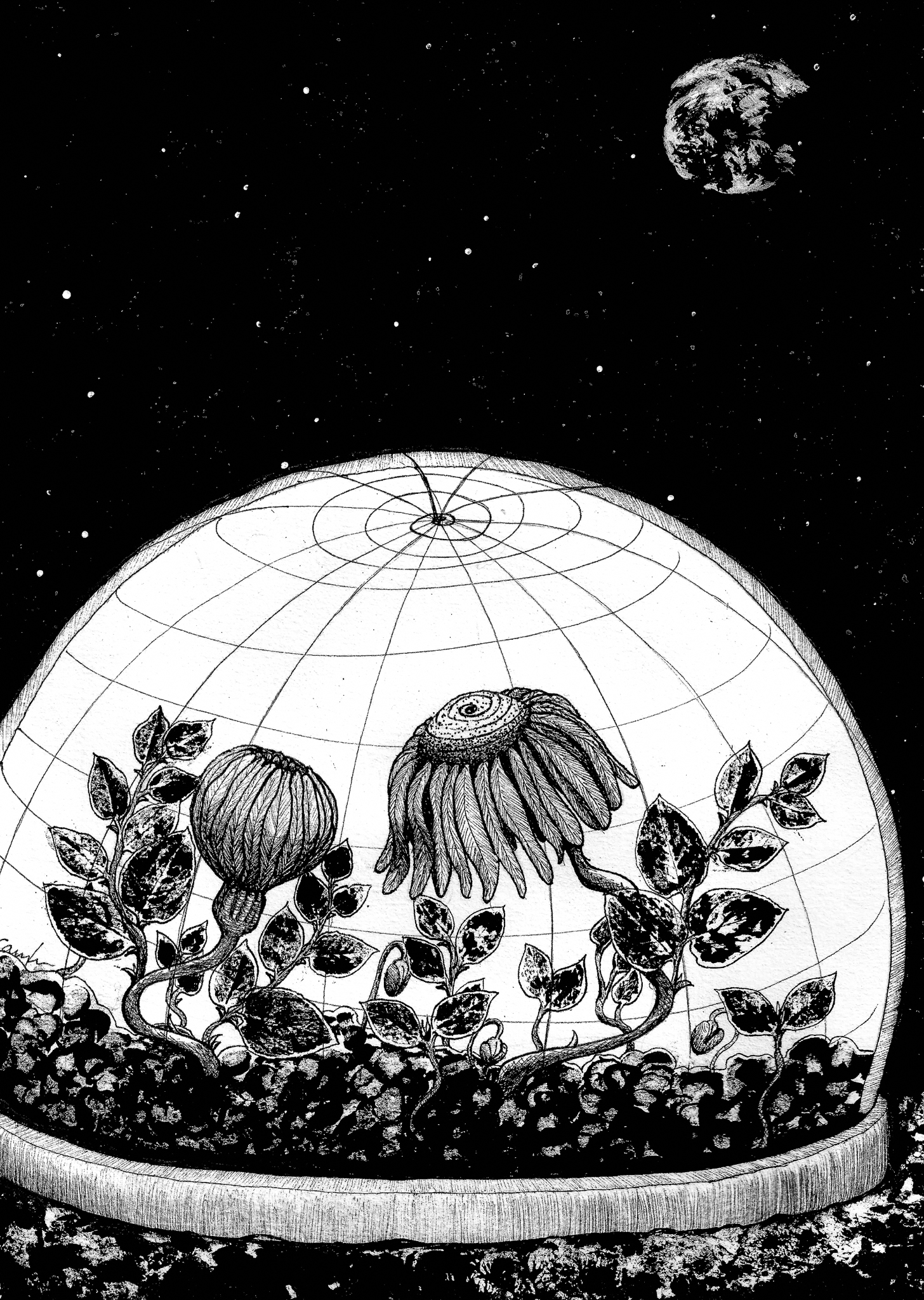 ”Need space to grow”. numbered copy 53x43cm, limited to 10 copies.Pris 1200.- kr.