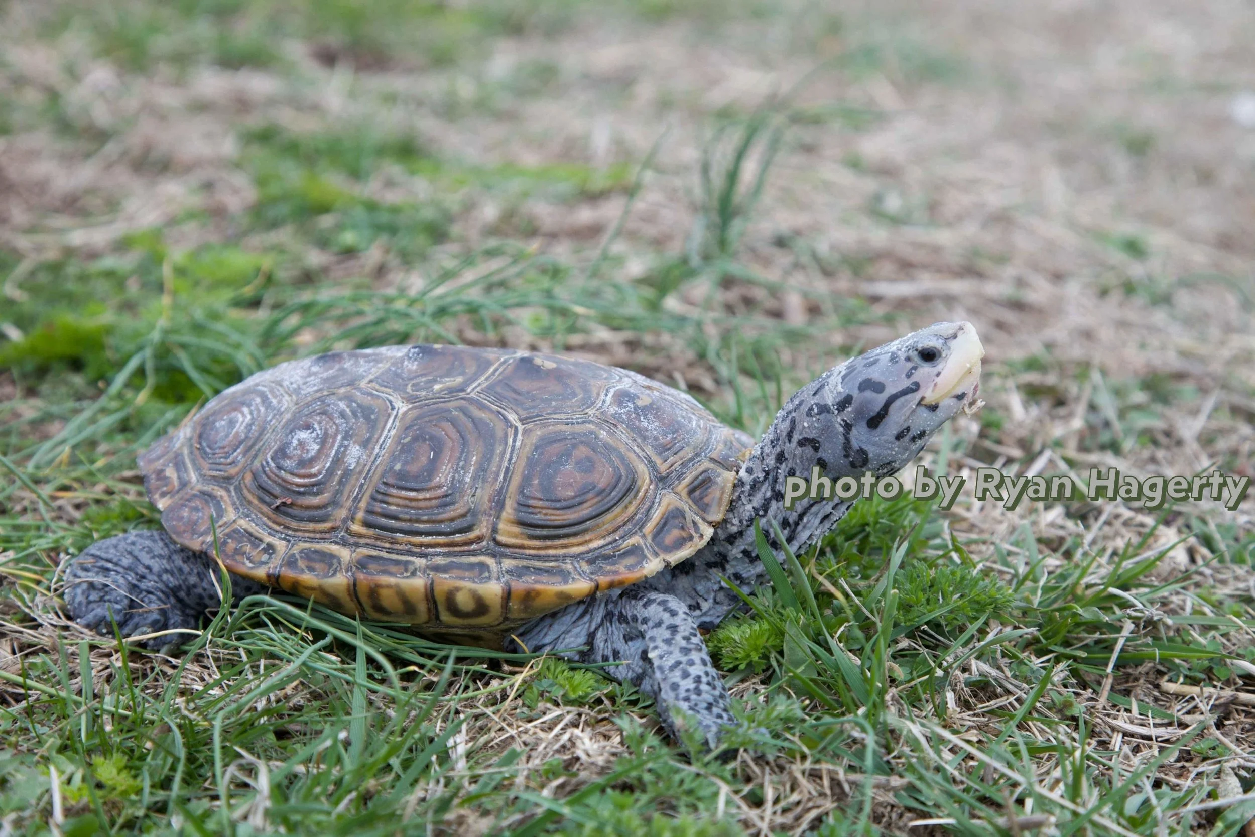 Diamond_terrapin_turtle_reptile_malaclemys_terrapin.jpg