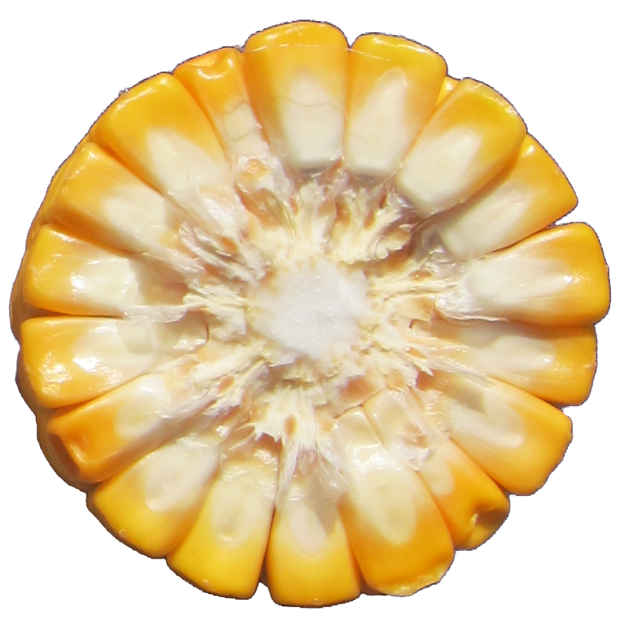 Leafy-Corn-Silage-Ear.jpg