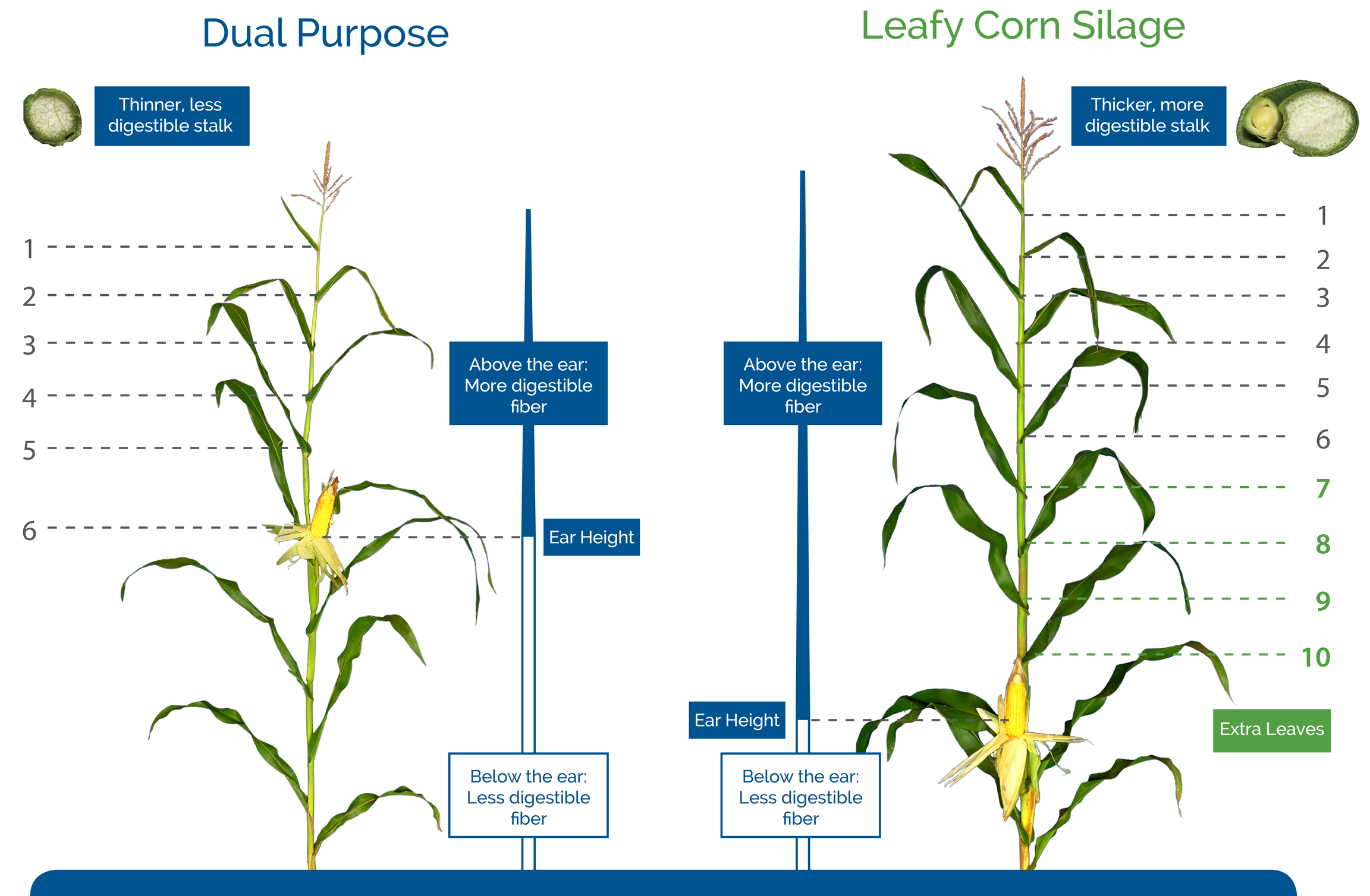 Leafy-Corn-Silage-Fiber-Digestibility.jpg