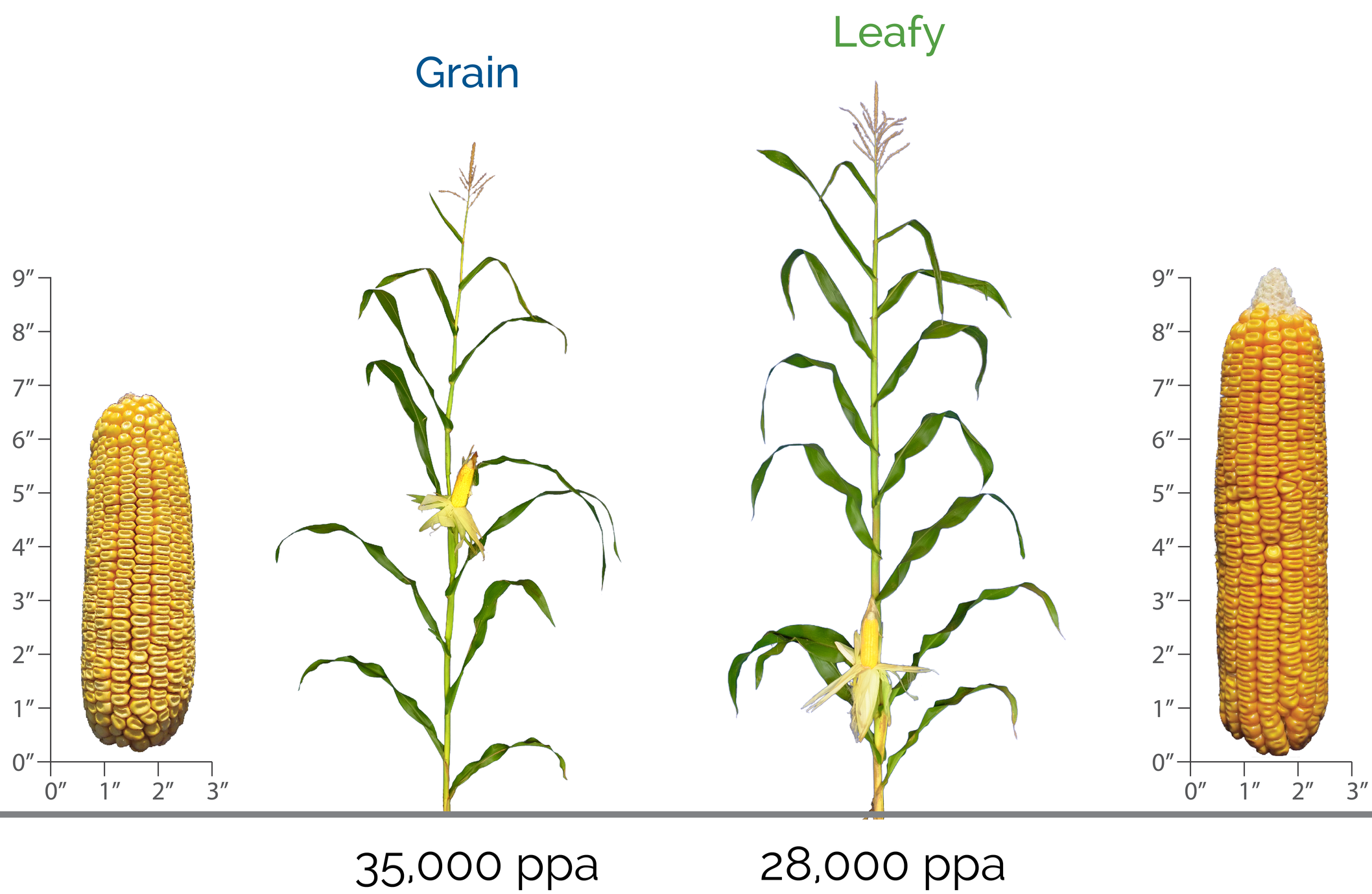 leafy-corn-silage-versus-dual-purpose-corn.jpg