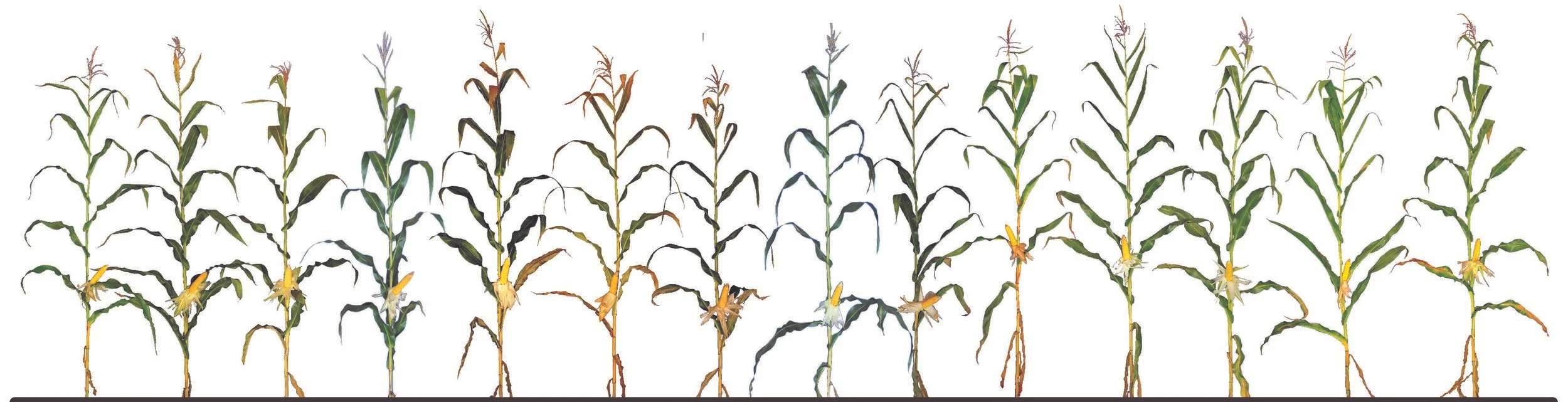 leafy-corn-silage-hybrids.jpg