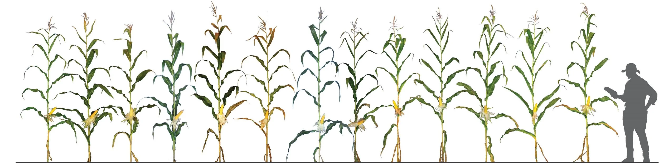 A sample of our commercial silage-specific corn hybrids that have proven themselves during our rigorous silage testing program. Multiple repetitions of each hybrid have performed in a range of locations through various environmental pressures over several seasons before they are recommended to our customers as a product for them to test in their environment before they come to market.