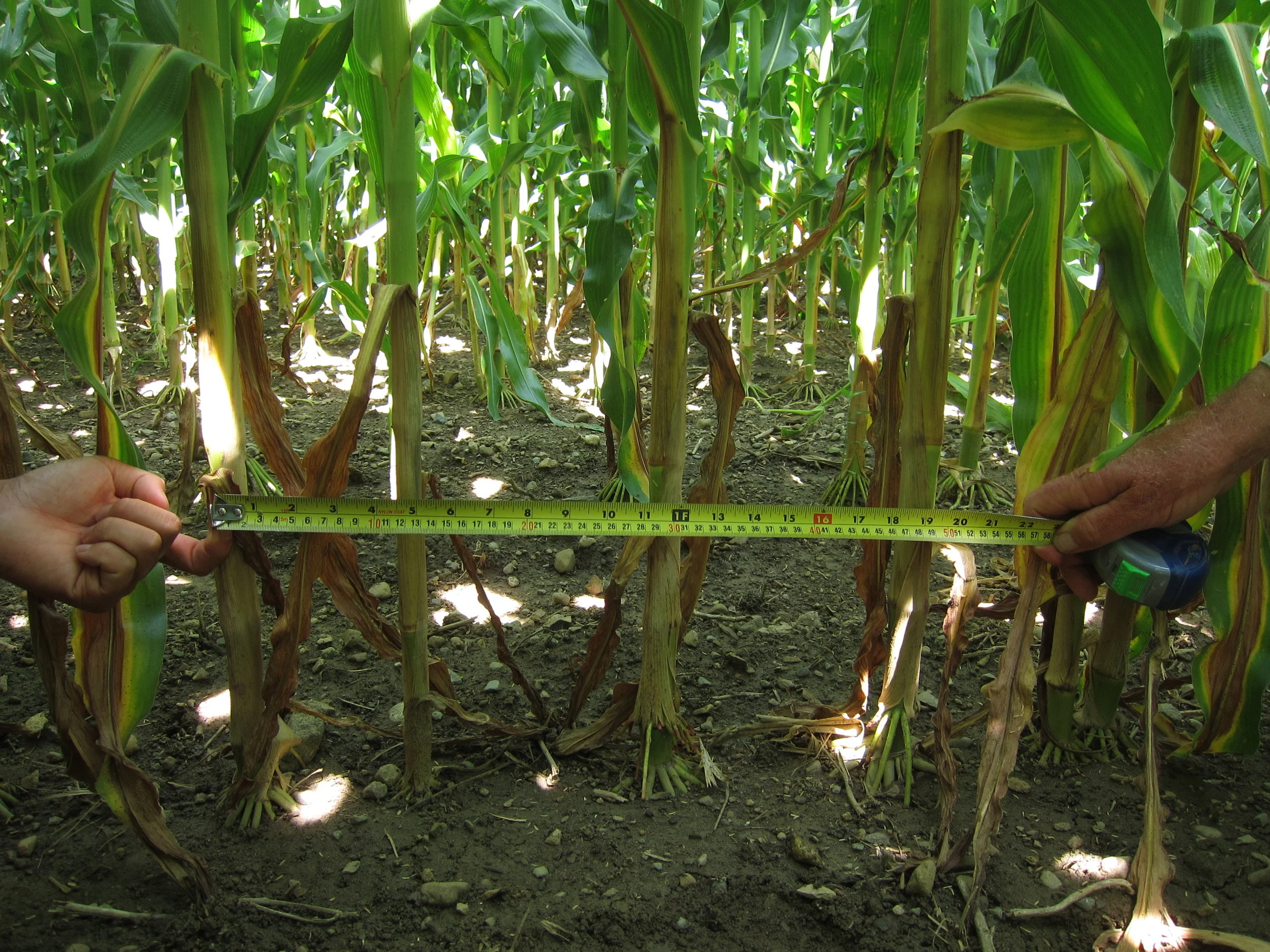 leafy-corn-silage-plant-population.jpg