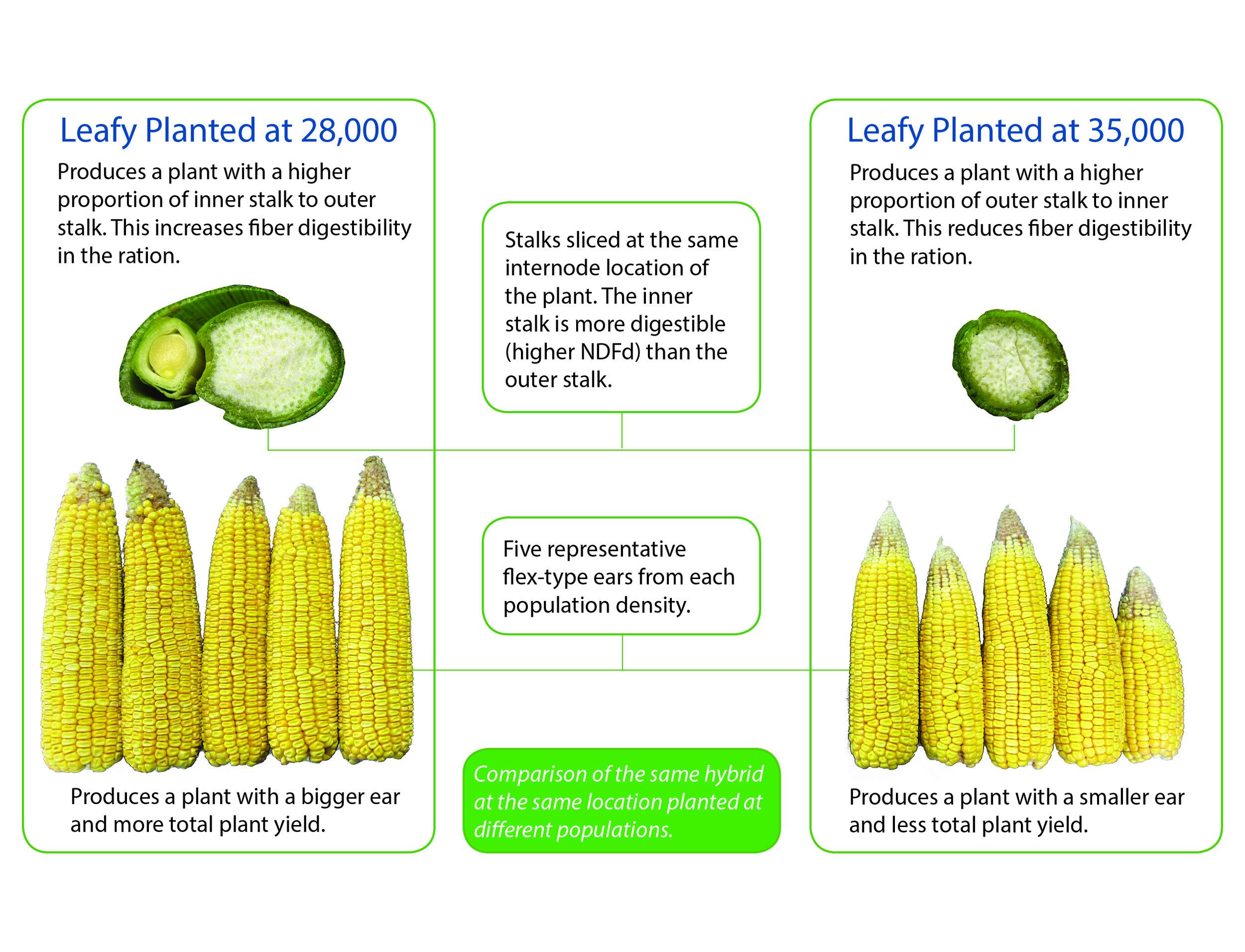 The same Leafy Corn Silage Hybrid planted at the same location at two populations. 