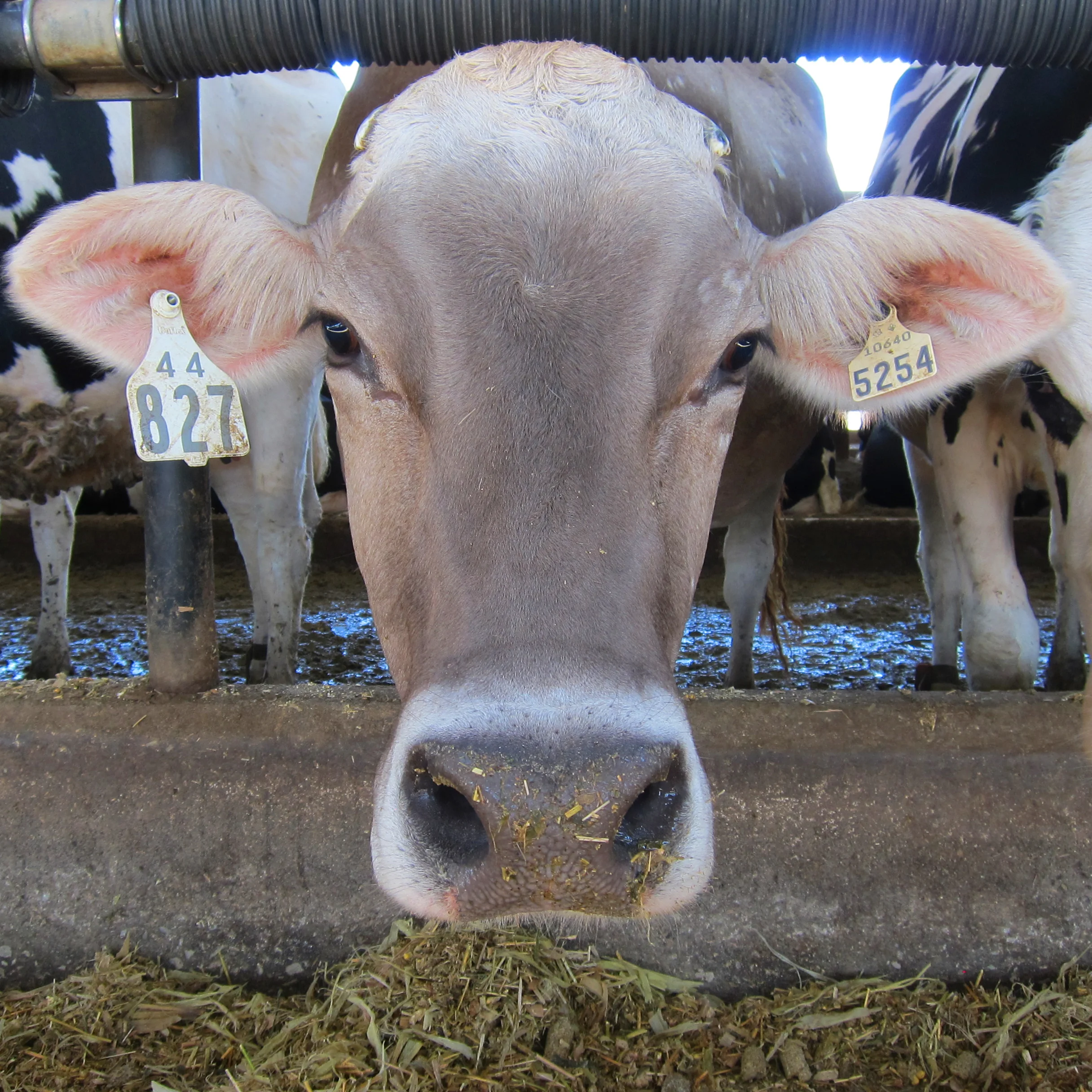 Cow.jpg