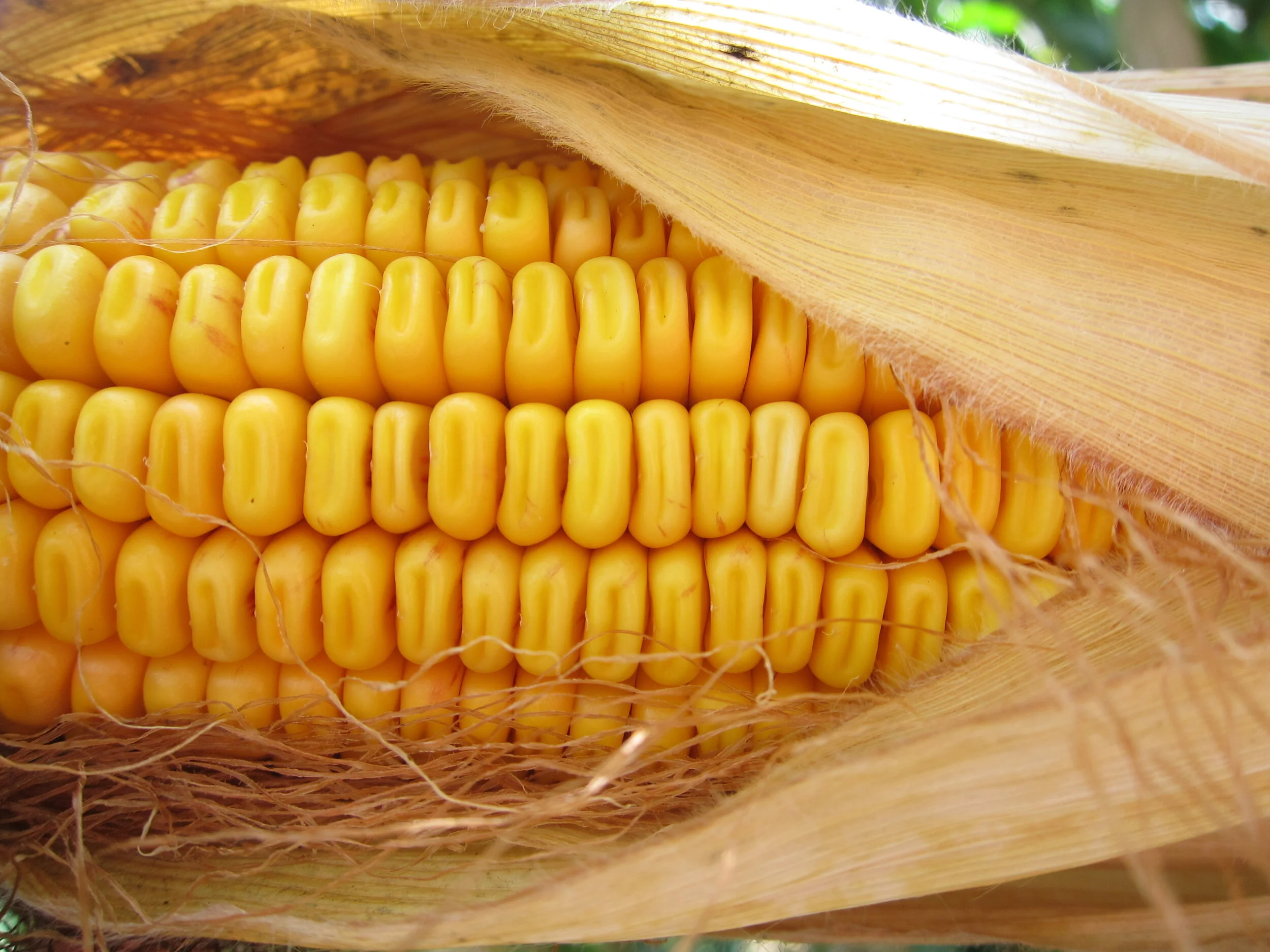 Floury Leafy Corn Silage Hybrids, Plant Population and Mycotoxins