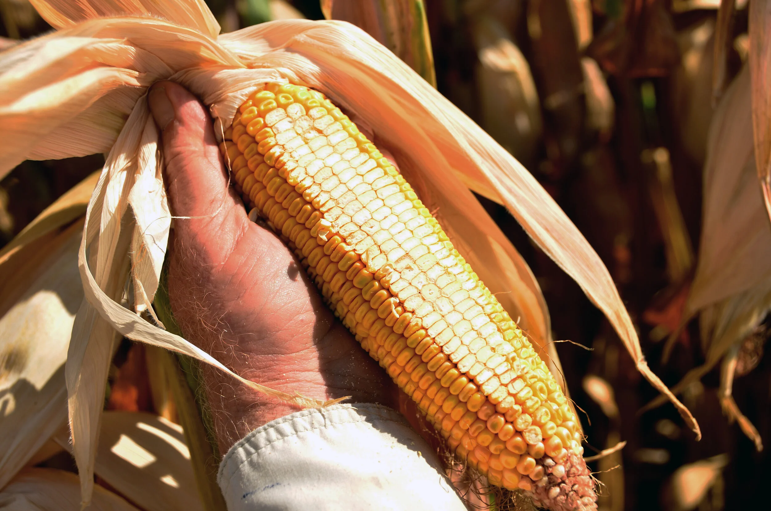 Getting Ready for Full Floury Leafies