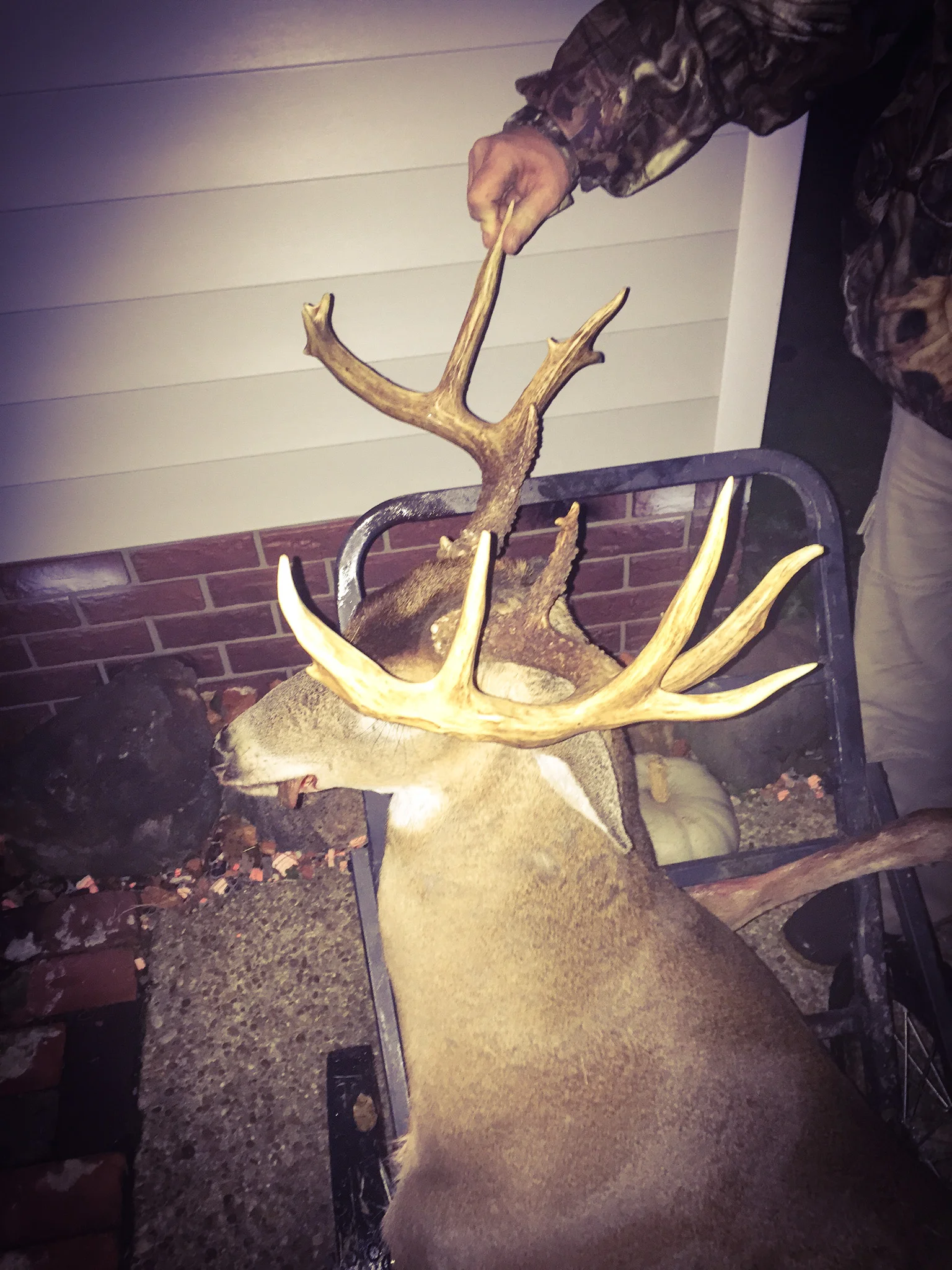 2015 deer 1.jpg