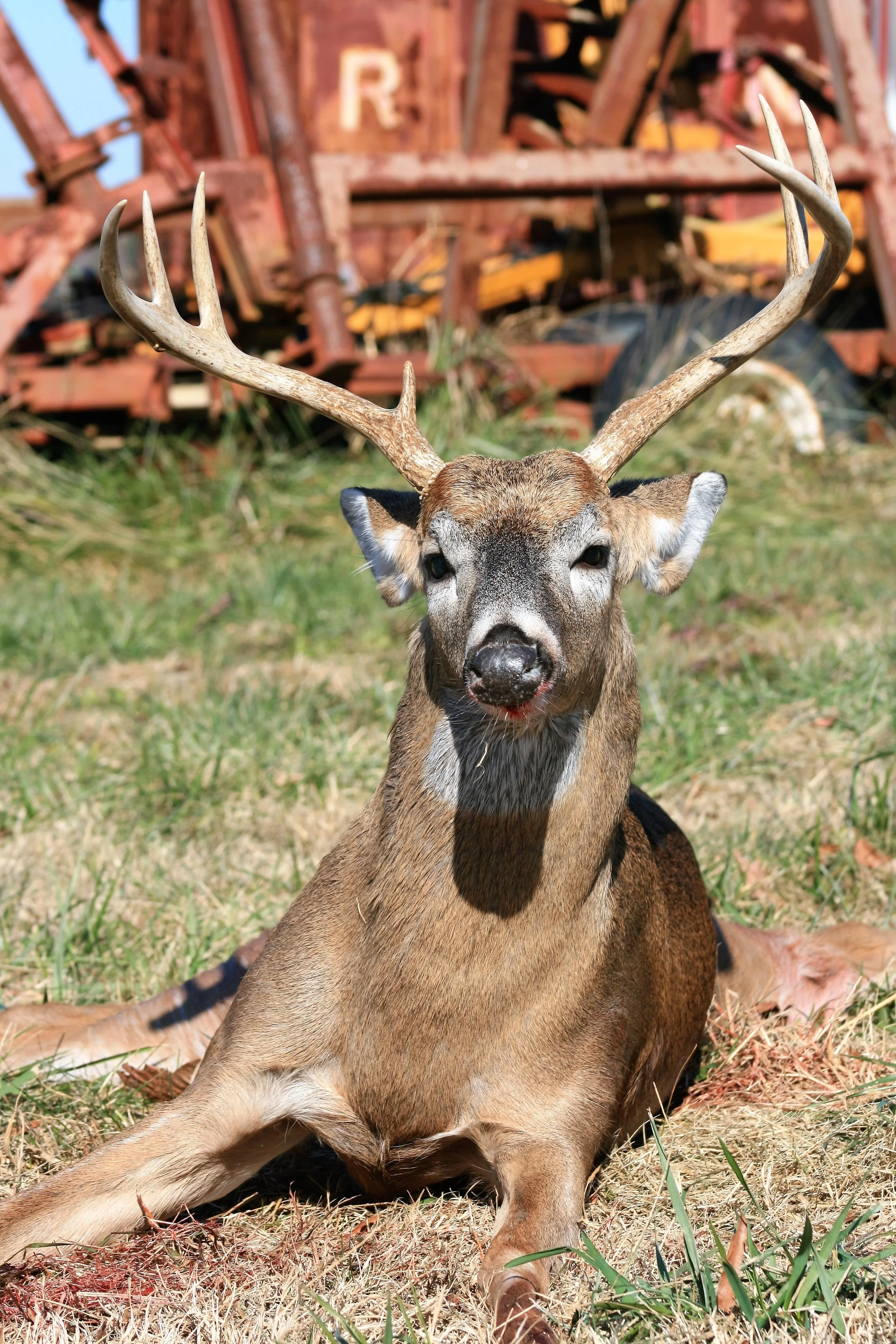 ben's deer.jpg