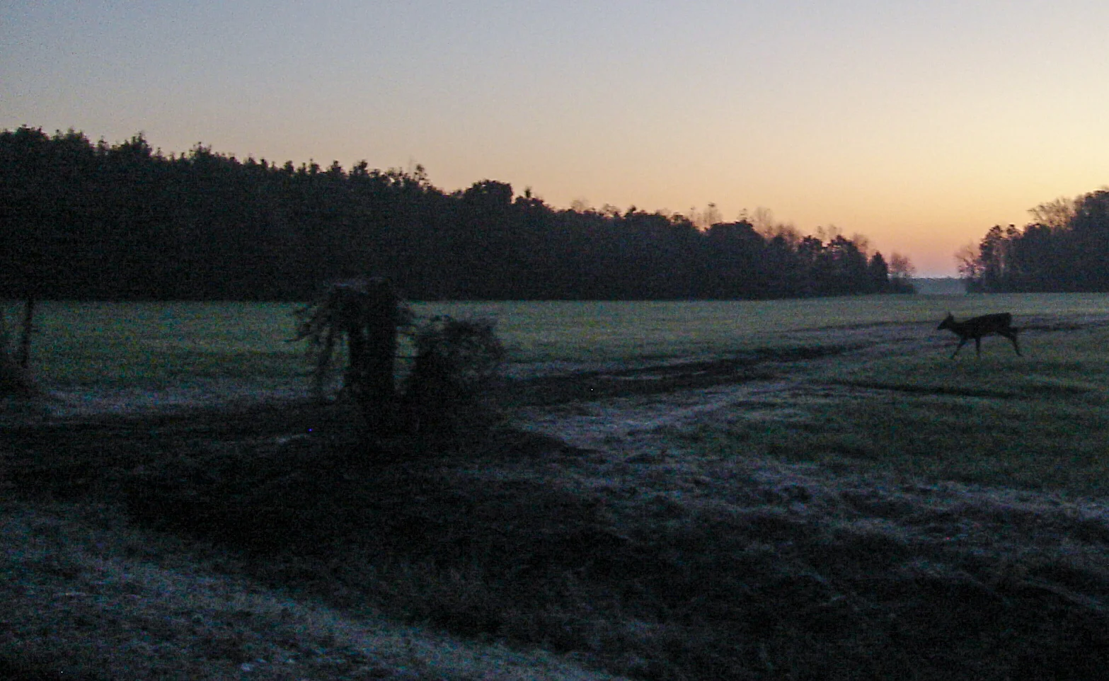 morning buck moving.jpg