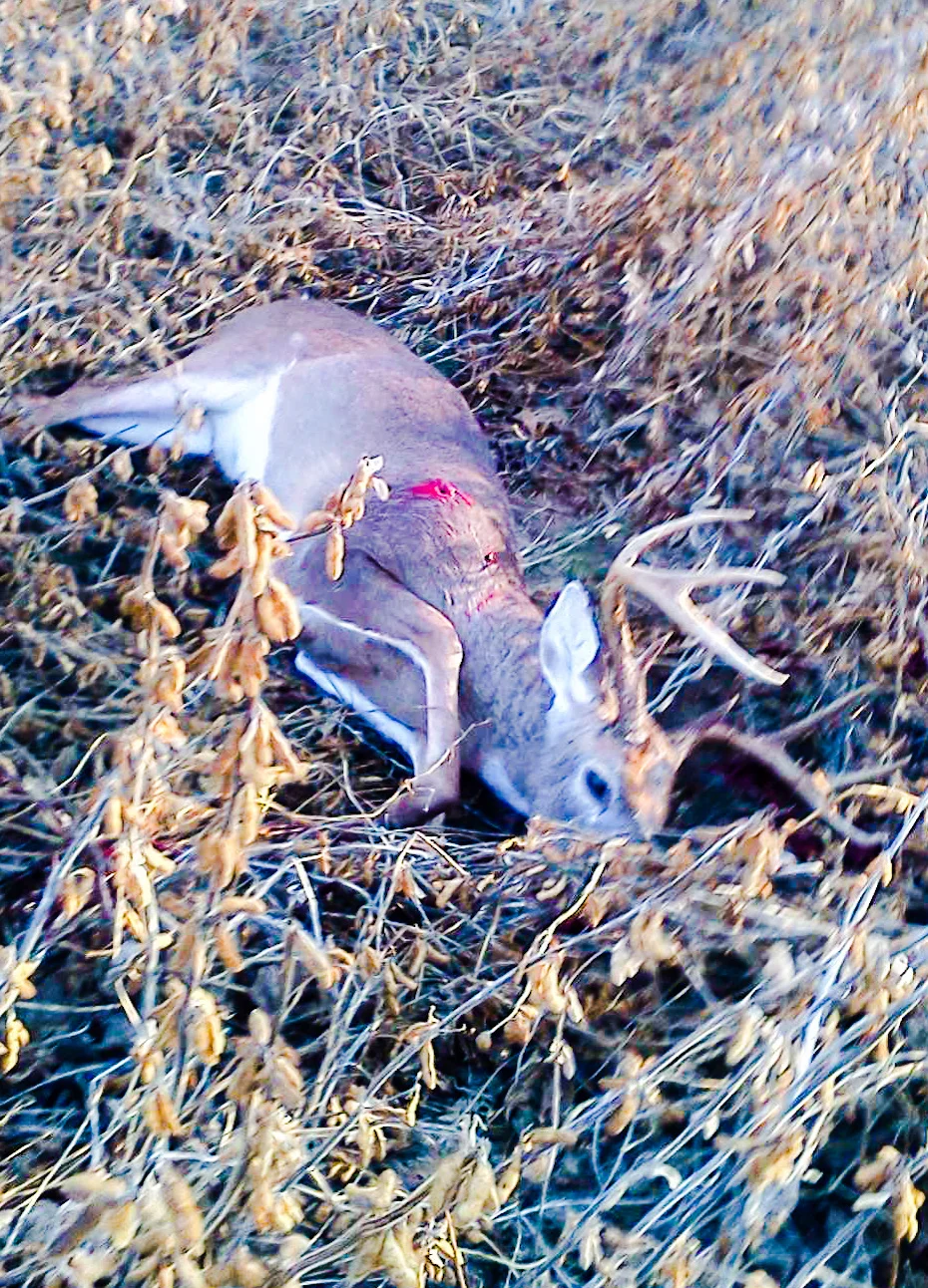 soybean deer.jpg