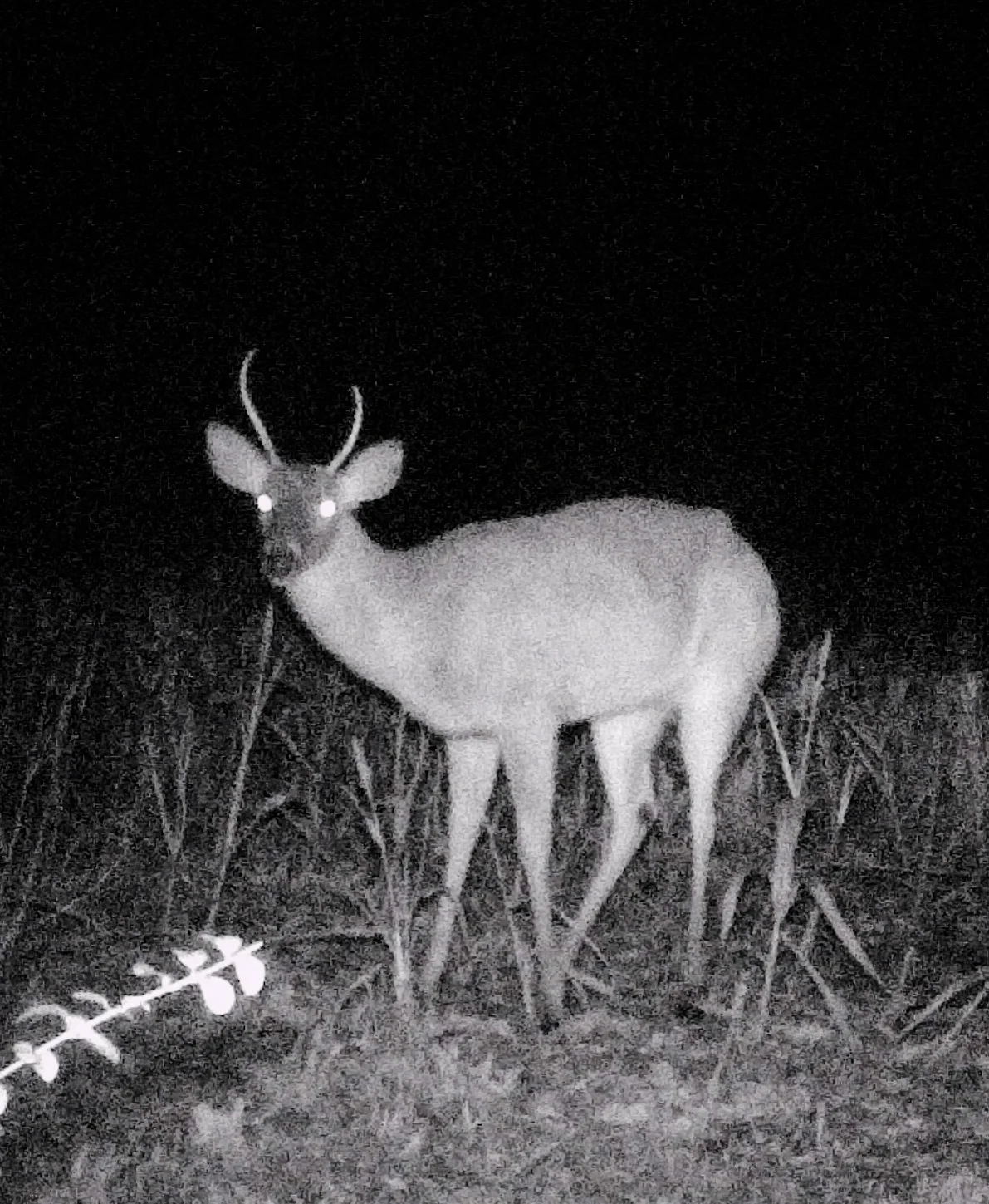 startled spike.jpg