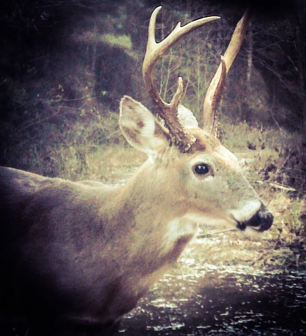 sunlight buck.jpg