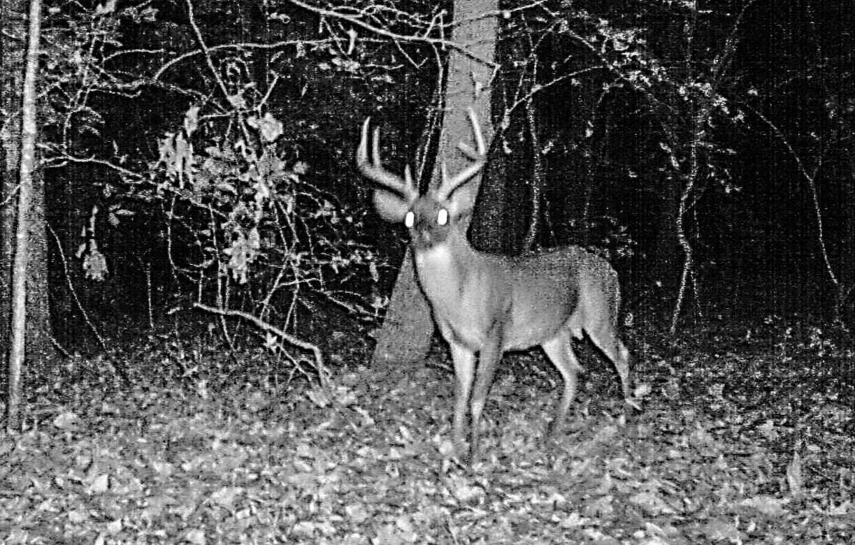 trail cam 1_edited.jpg