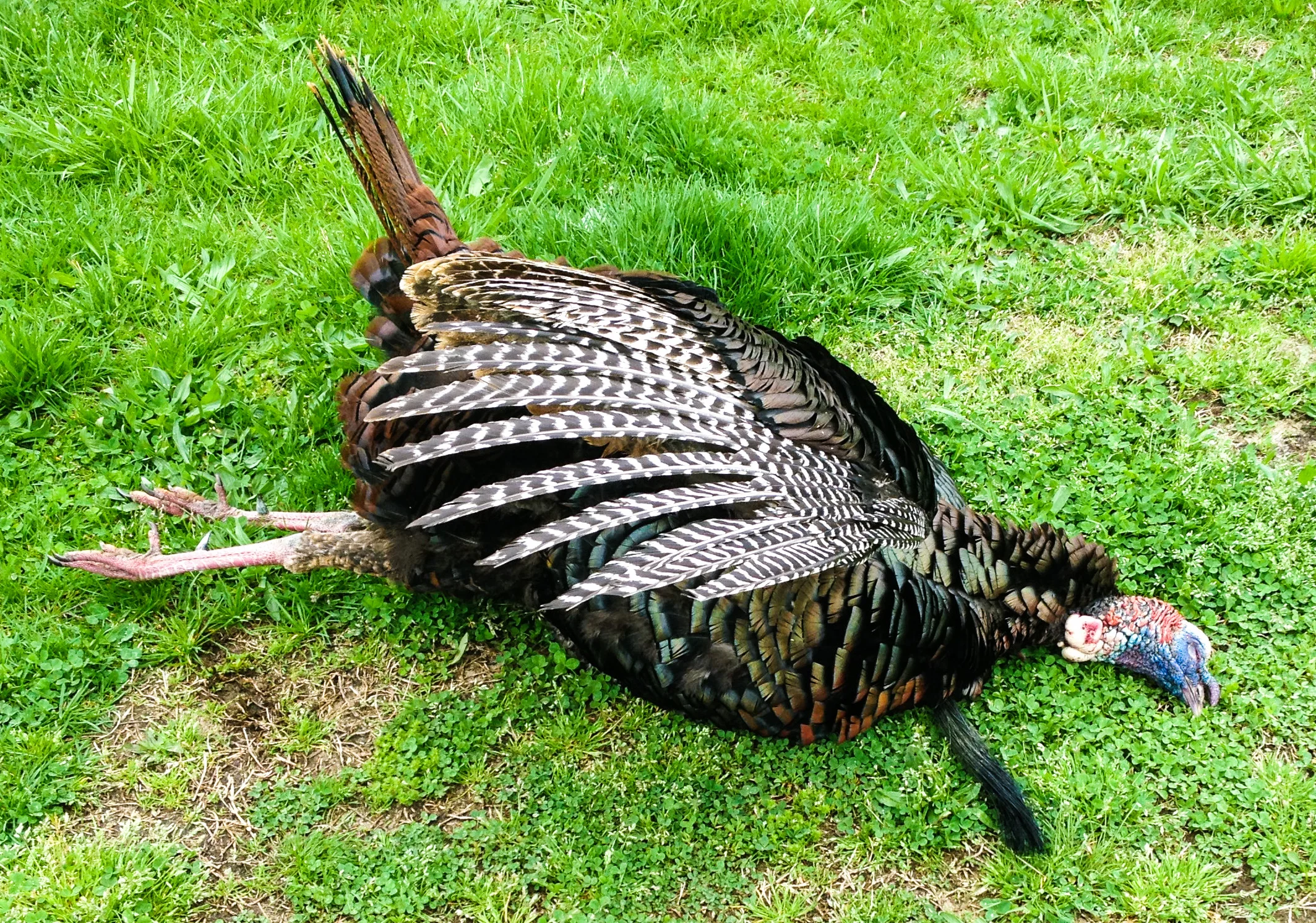 2015 turkey 5.jpg