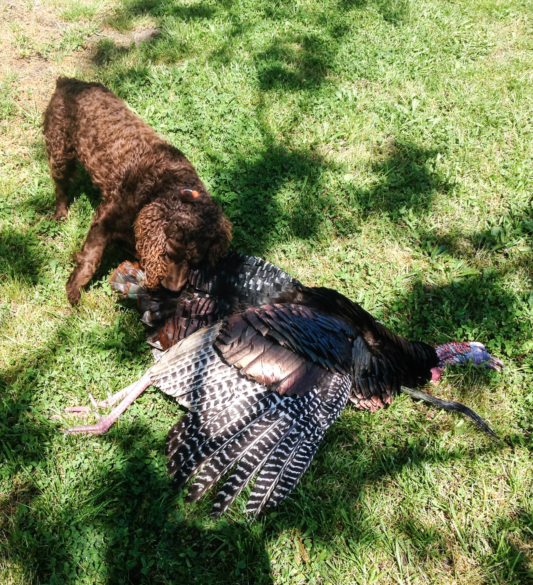 2015 turkey 20.jpg