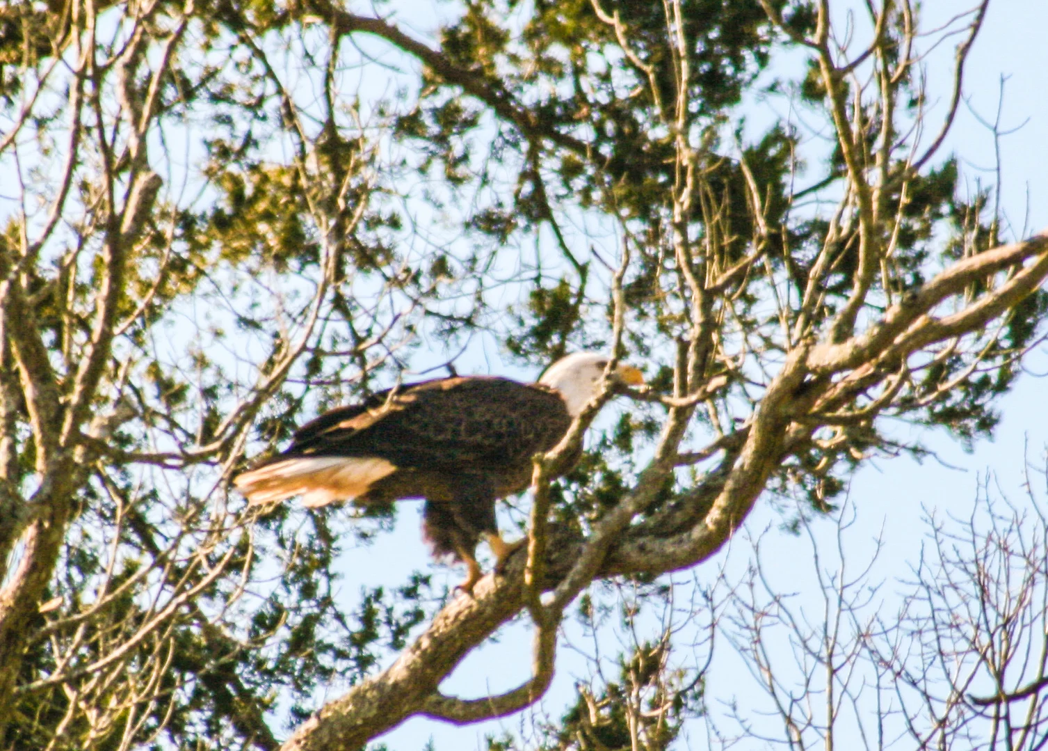 bald eagle 1.jpg