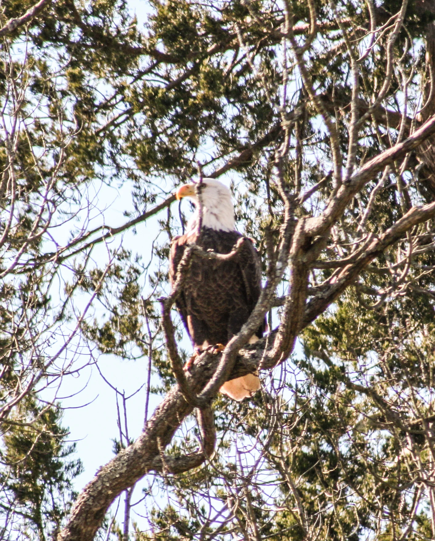 bald eagle 2.jpg