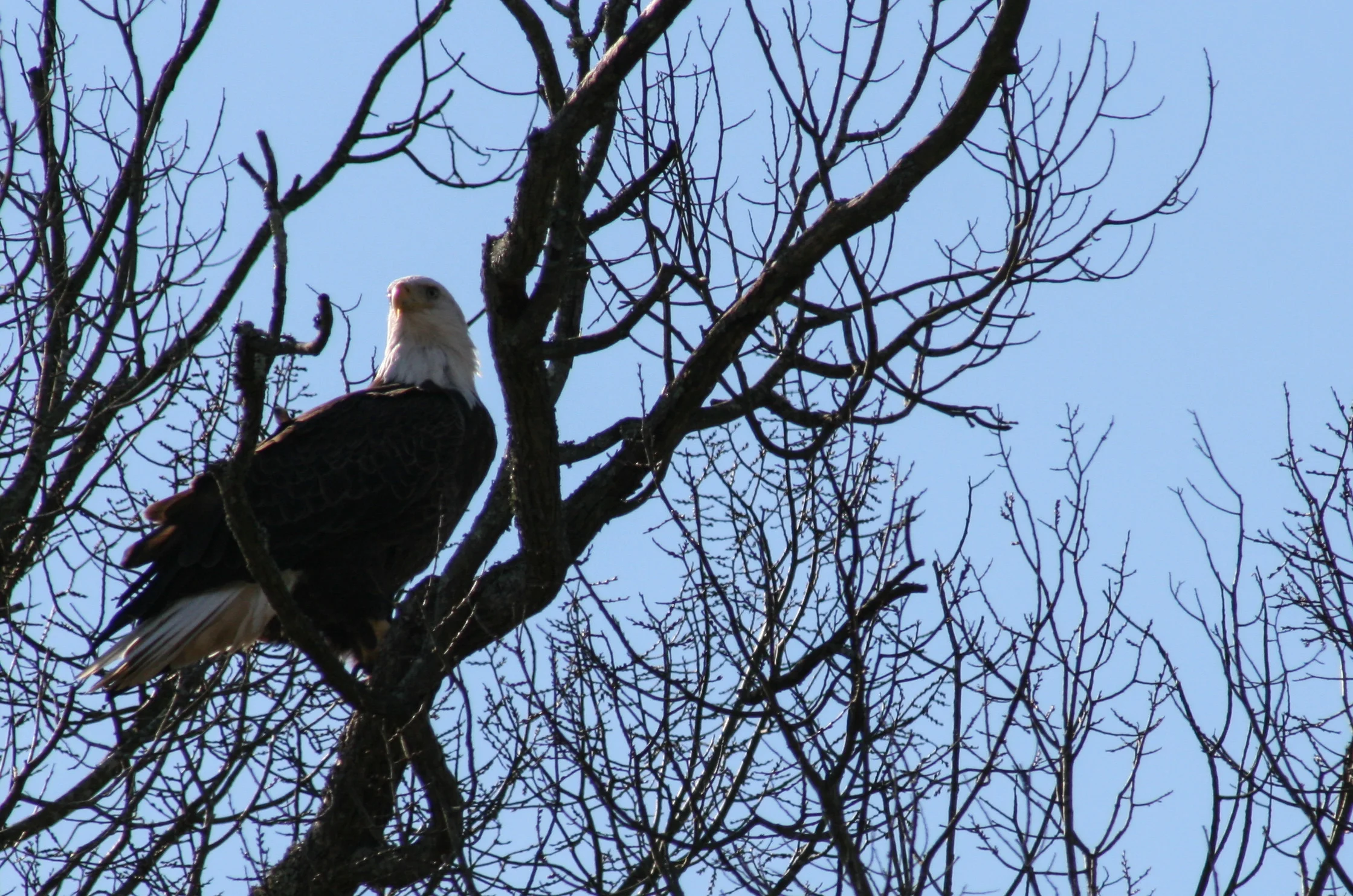 bald eagle 4.jpg