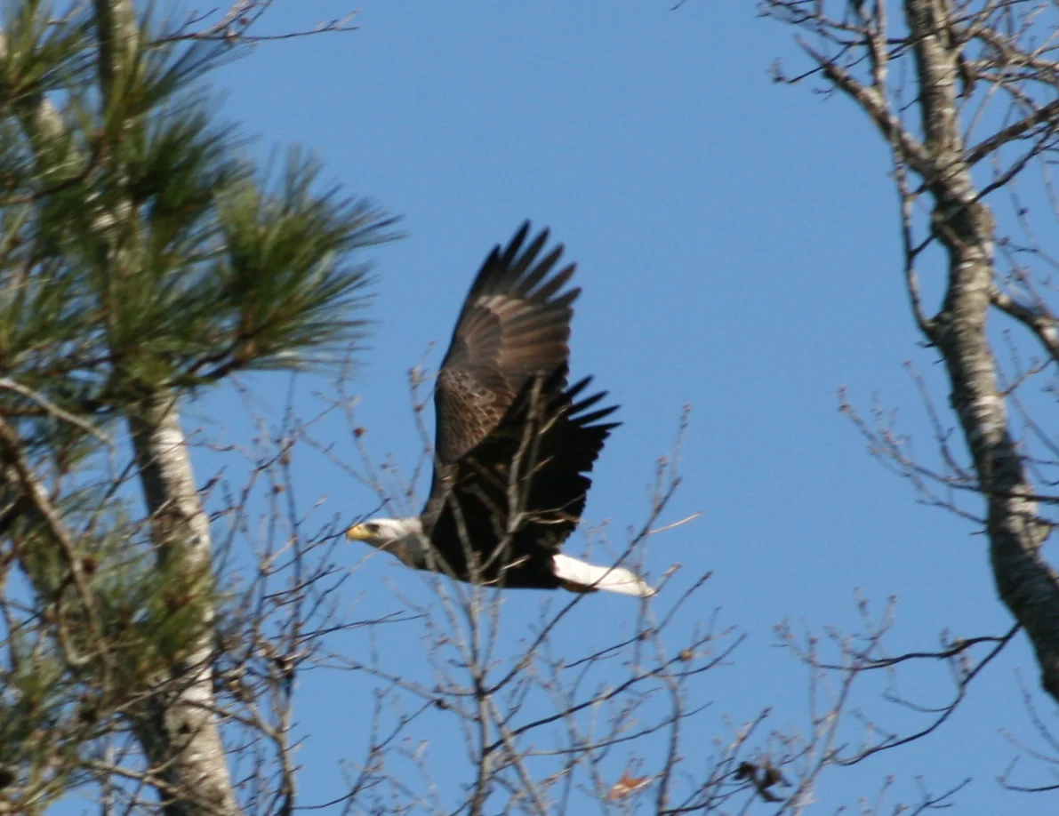 bald eagle 5.jpg