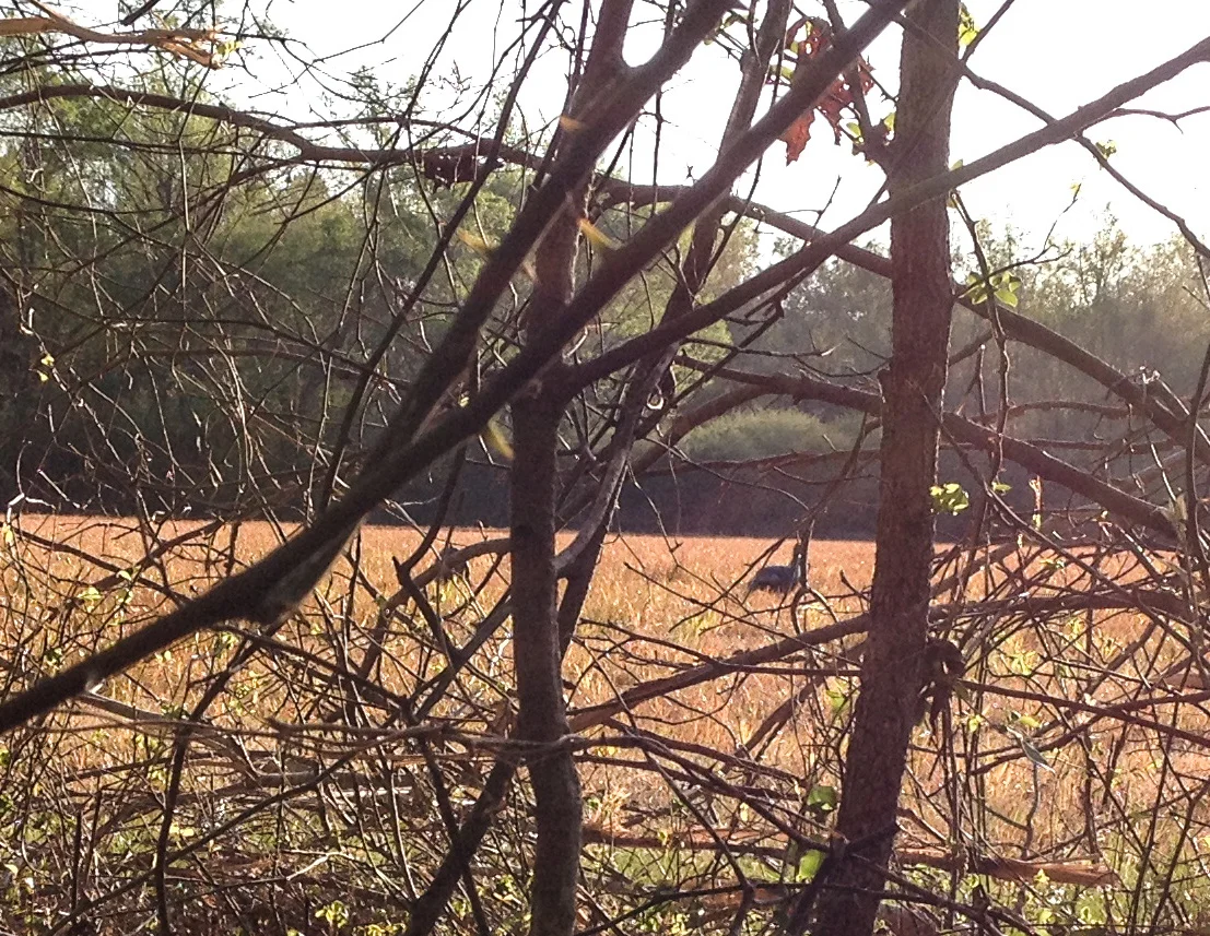 i spy 2 turkeys.jpg
