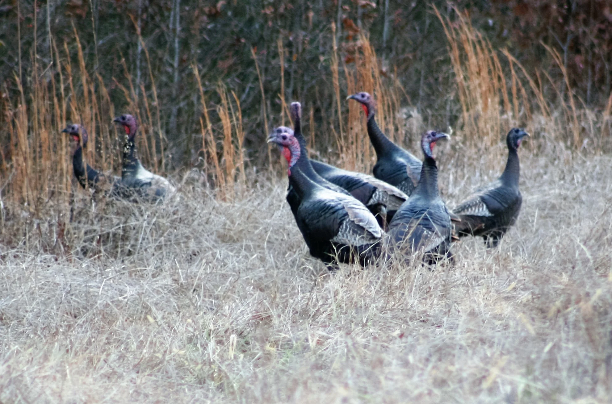 spring flock 1.jpg