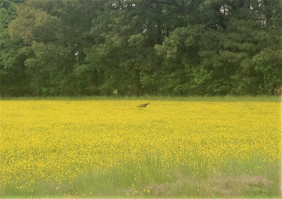 spring turkey.jpg