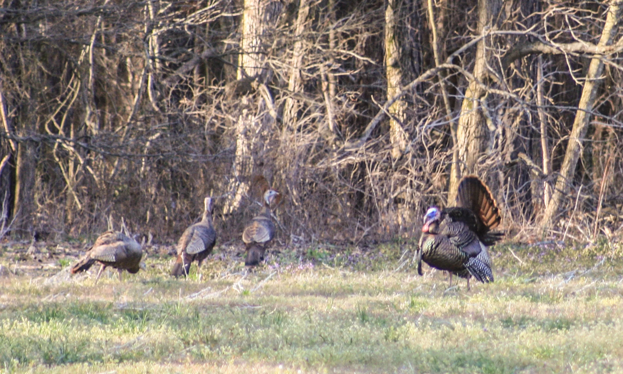 turkey flock.jpg