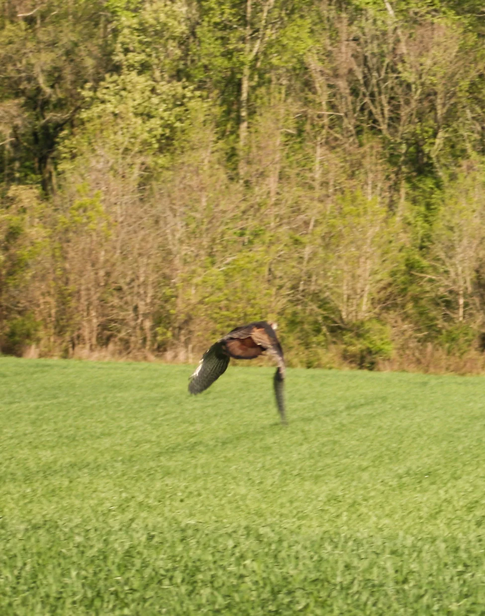 turkey take off.jpg